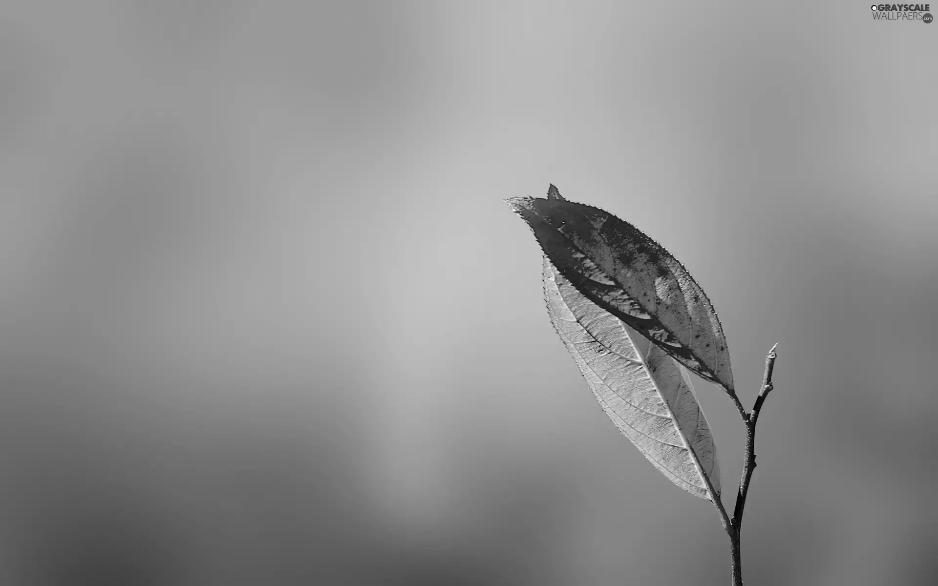 twig, Two cars, leaves