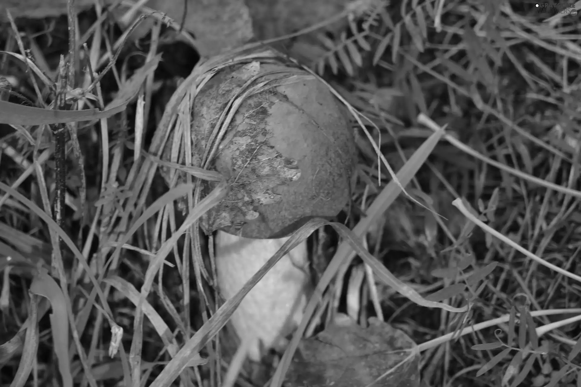 Leccinum Red, grass