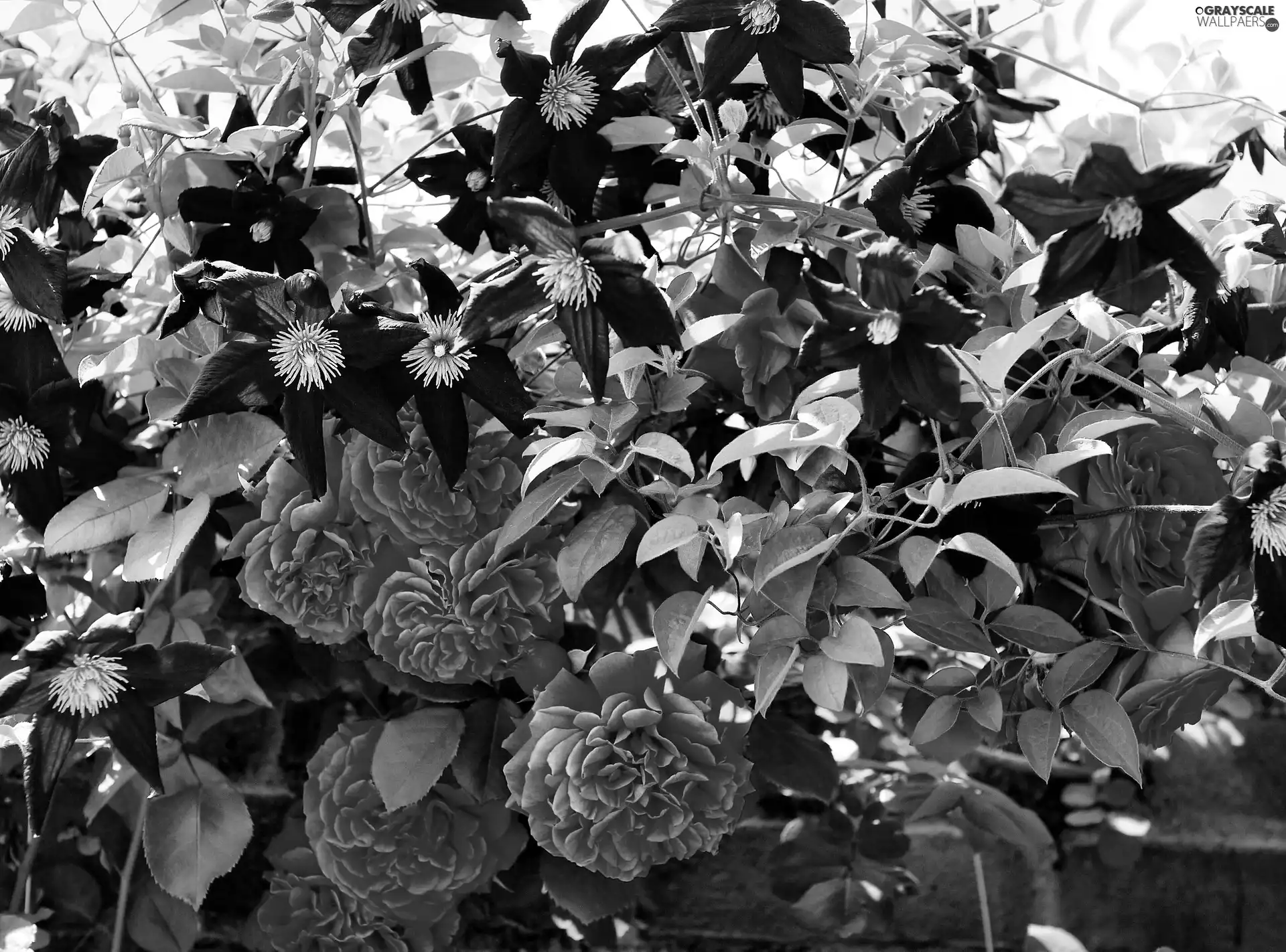 ledge, roses, Clematis