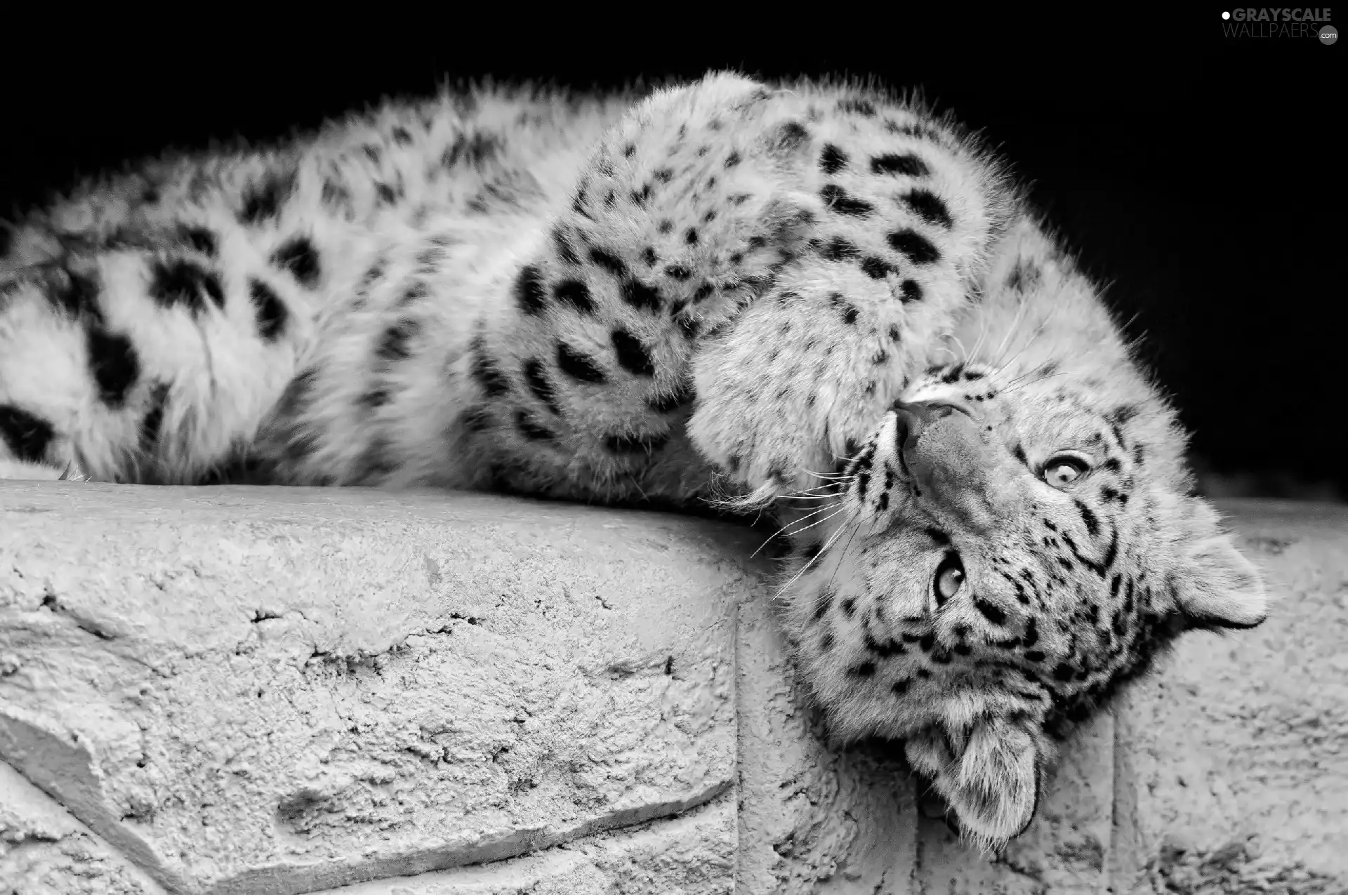 ledge, snow leopard, feet
