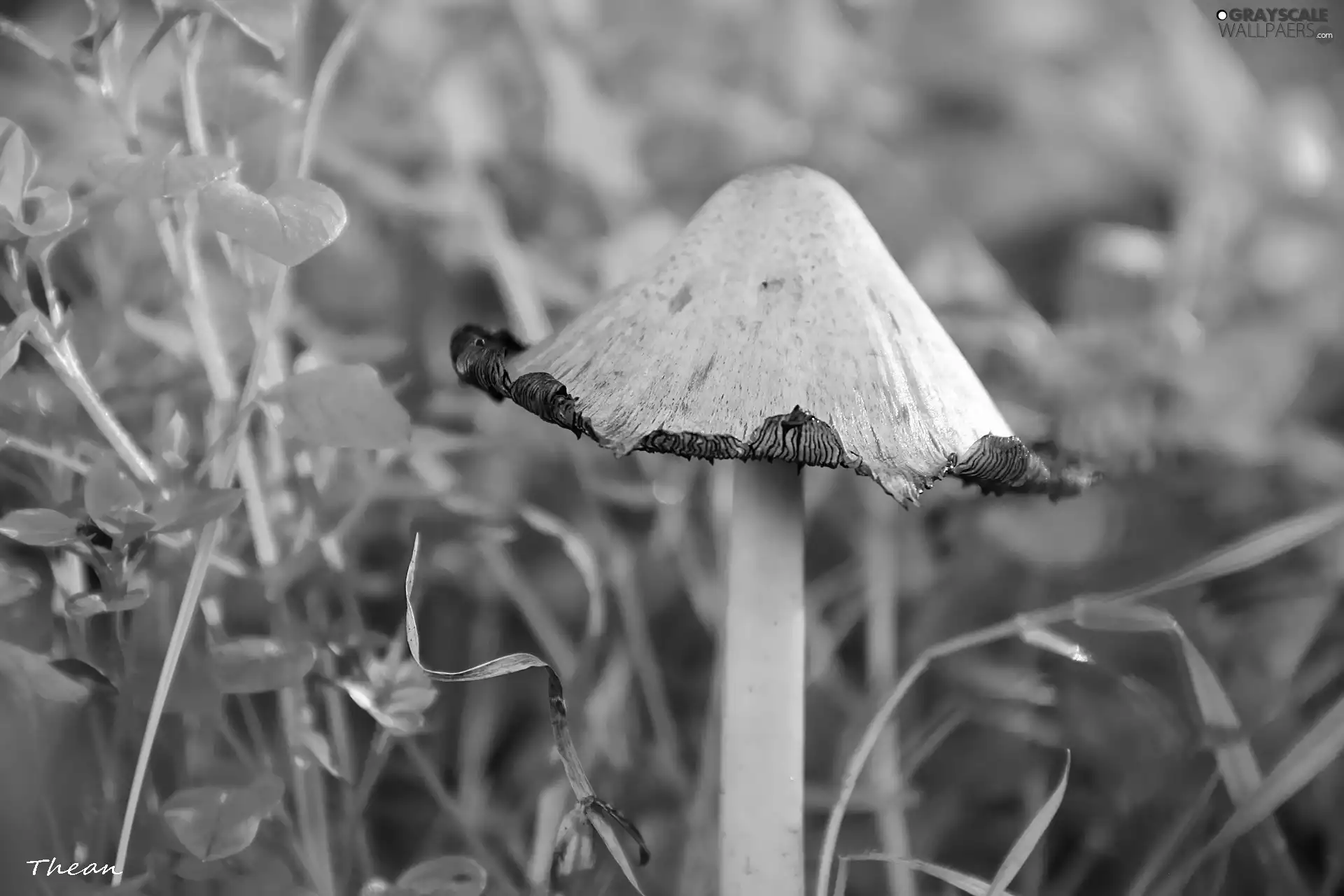 curled, White, leg, grass, Hat, Mushrooms