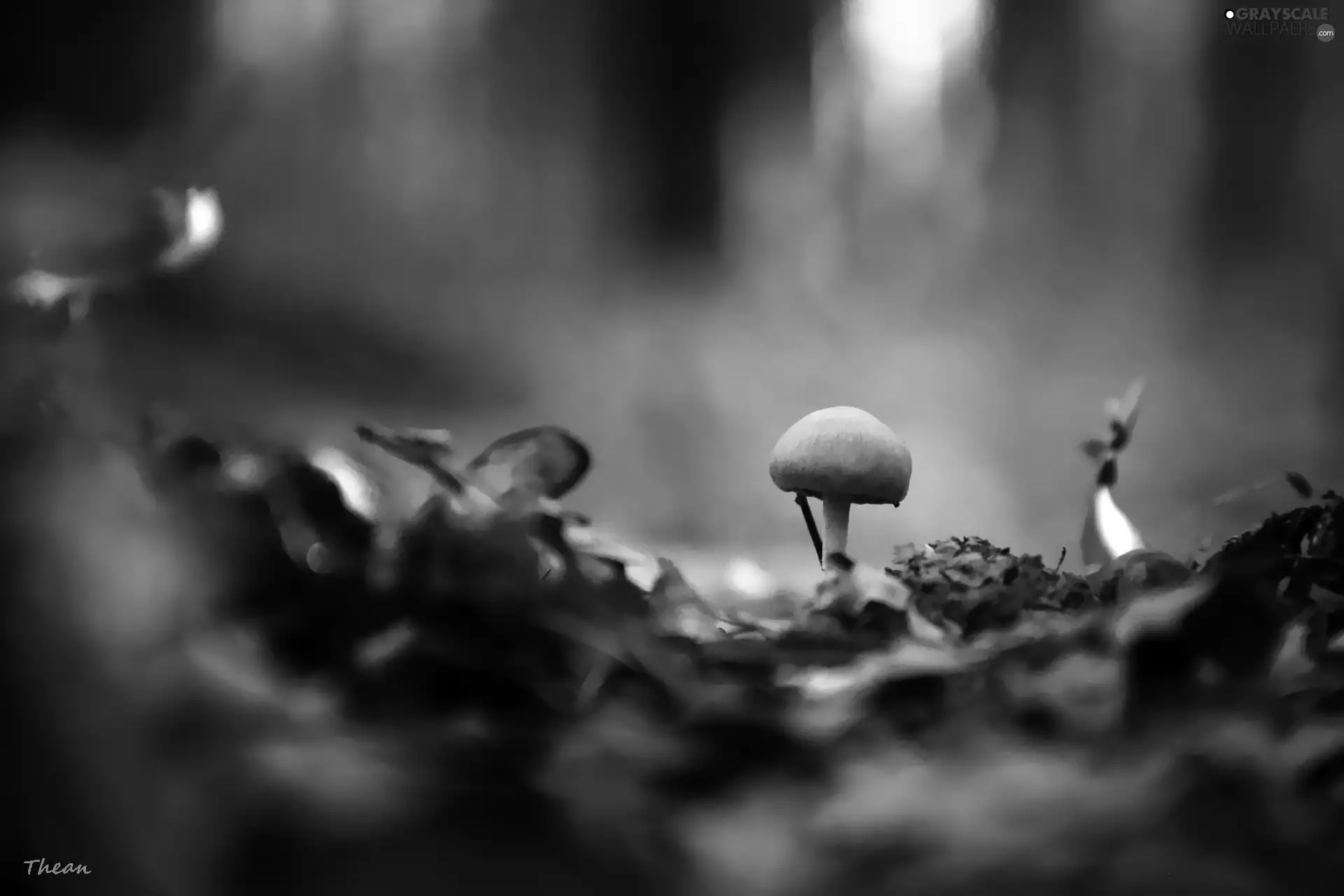 Little, Hat, leg, mushroom