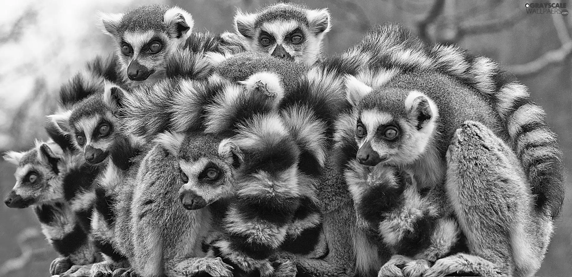 lemurs