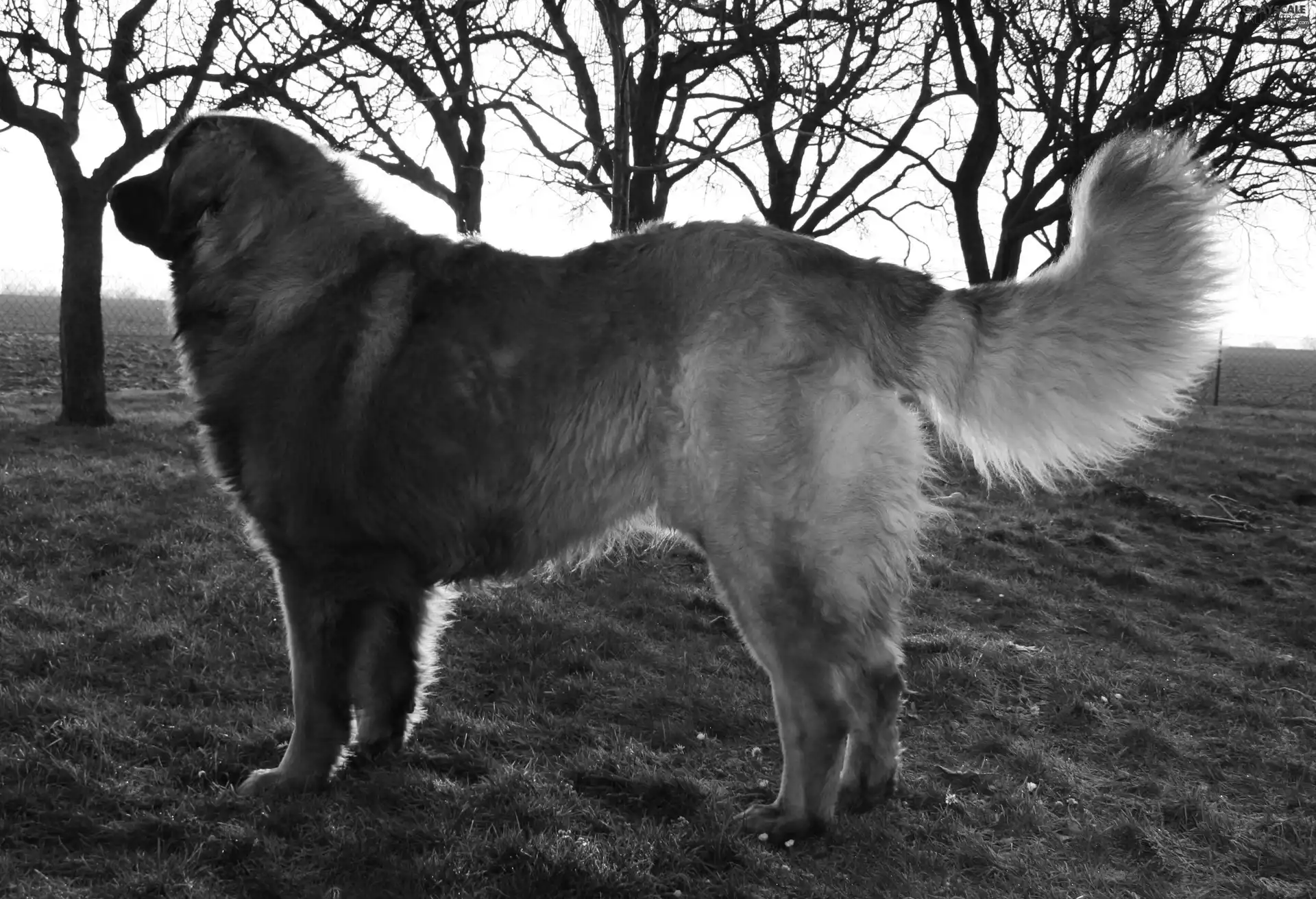 adult, Leonberger