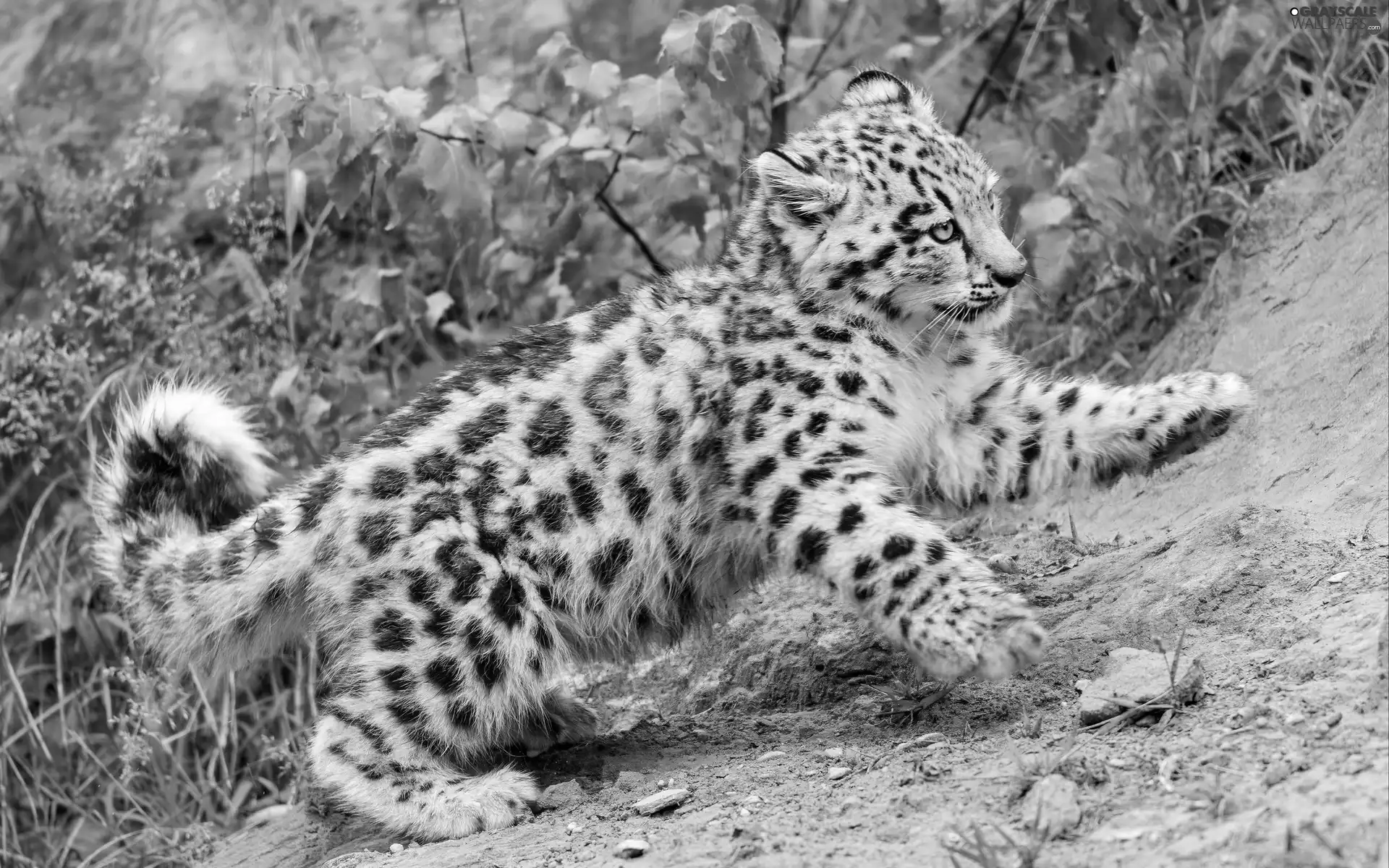 Snow leopard, snow leopard