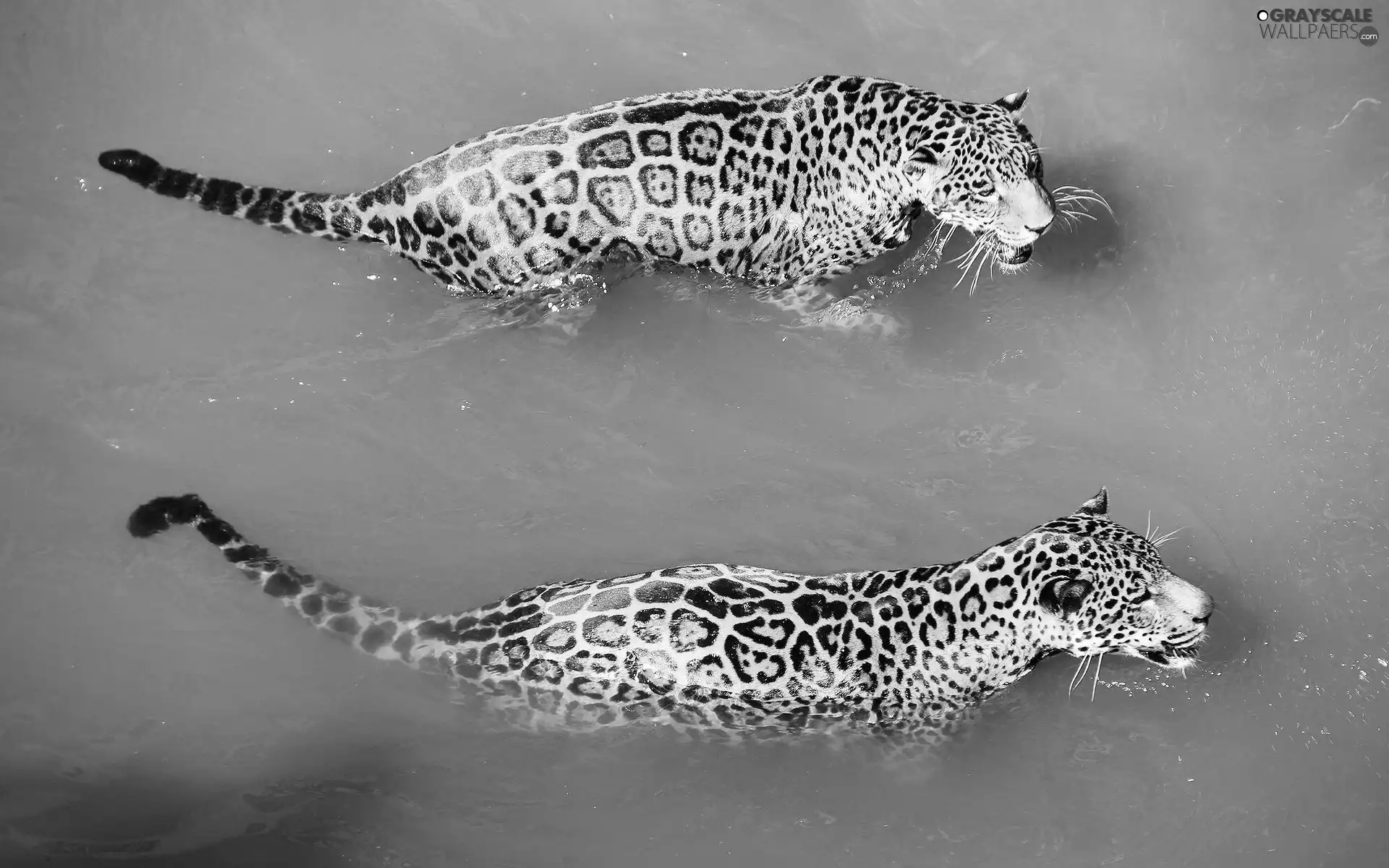 water, Two cars, Leopard