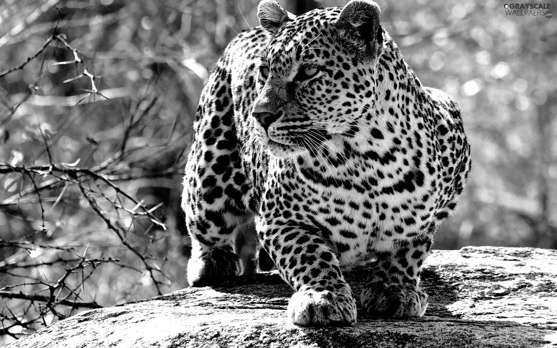 Leopards