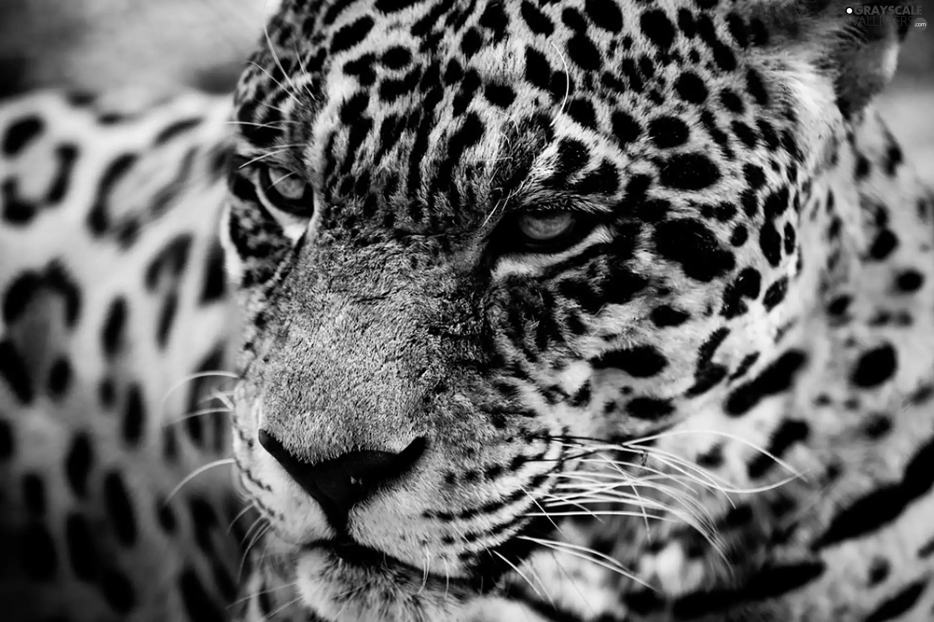 Leopards, wild, cat