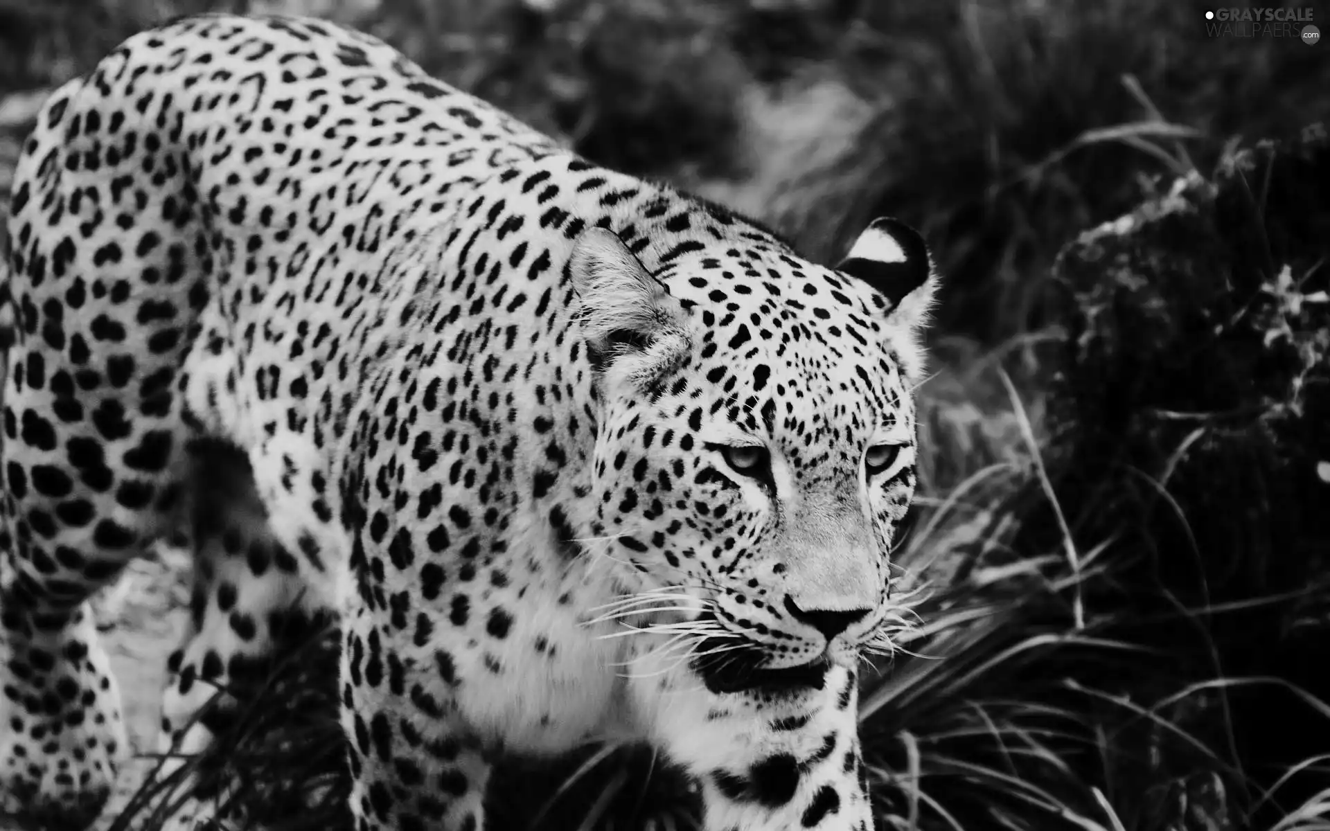 dangerous, Leopards