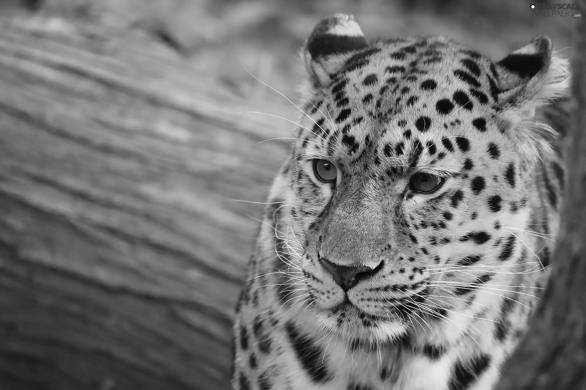 gazing, Leopards