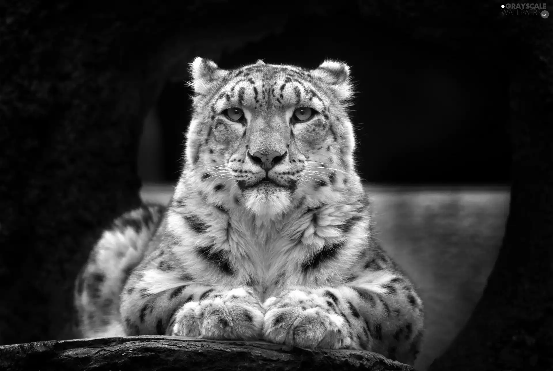 lying, snow leopard