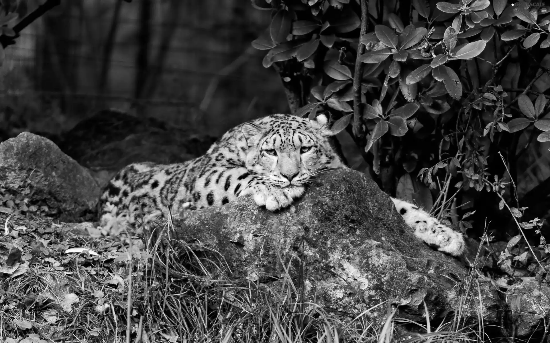 Resting, snow leopard