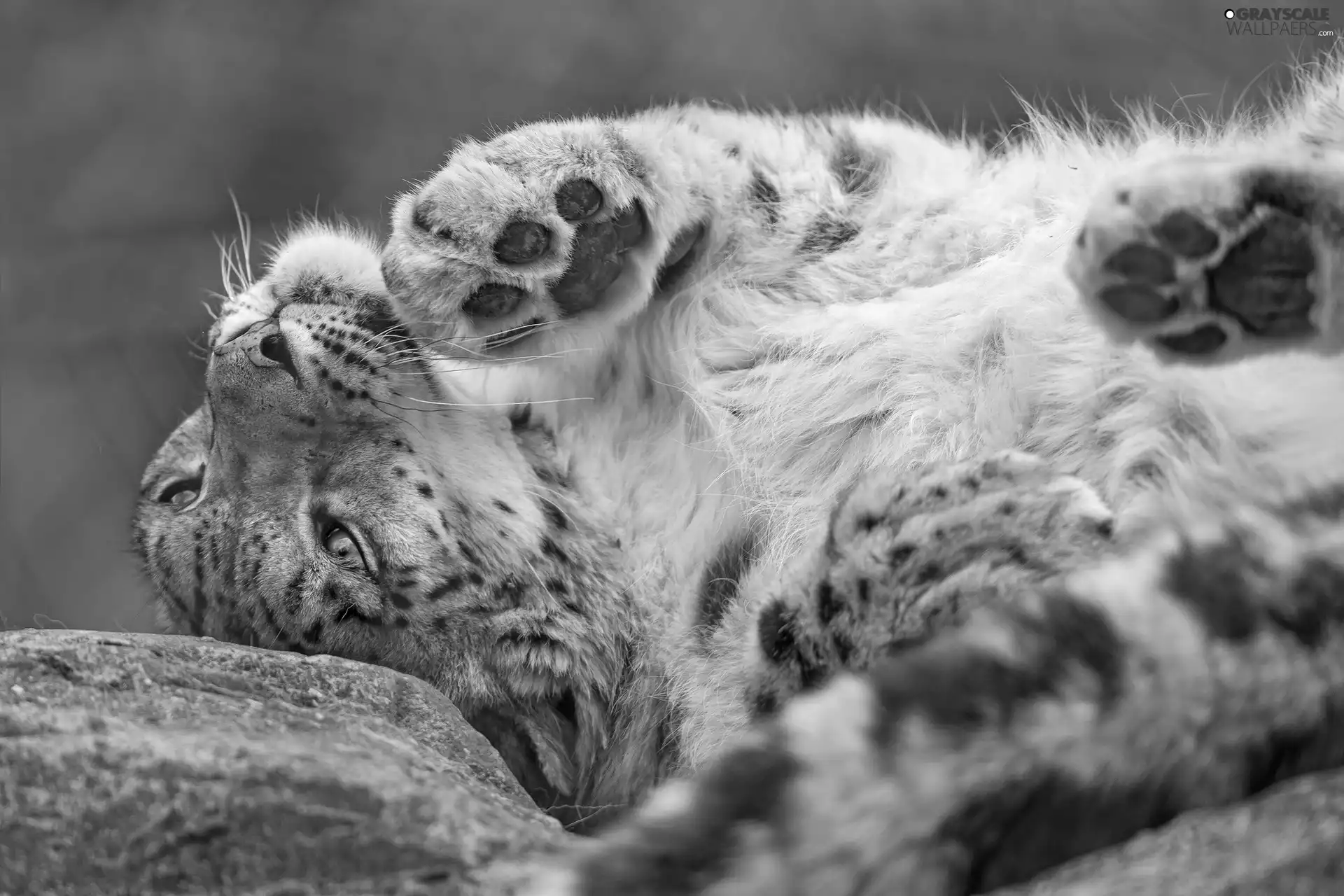 snow leopard