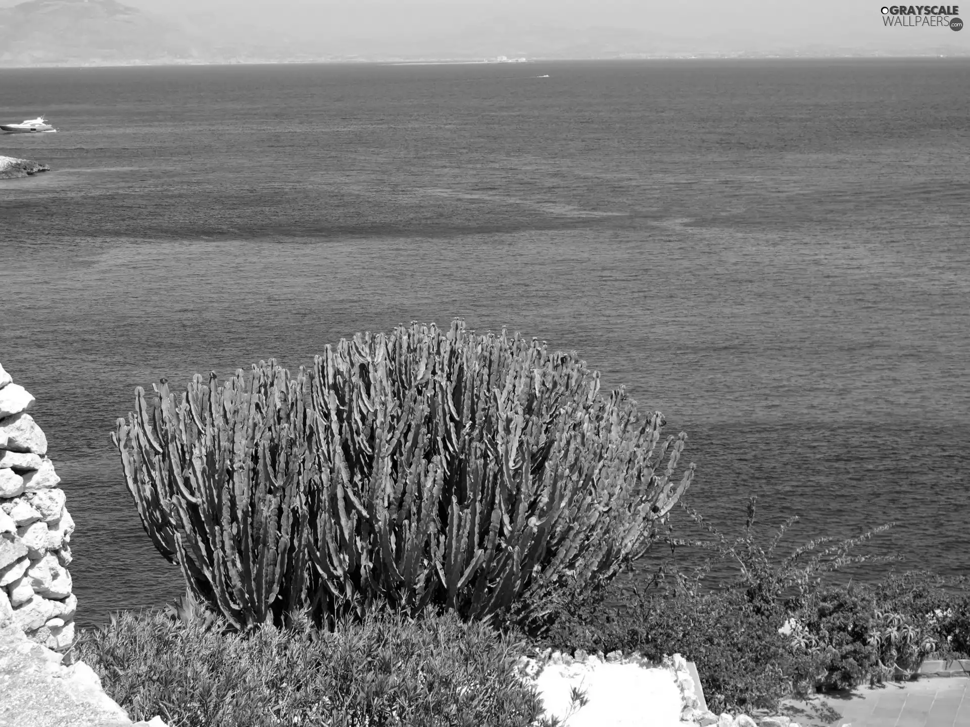 Levanzo, Italy, flourishing, Bush, sea