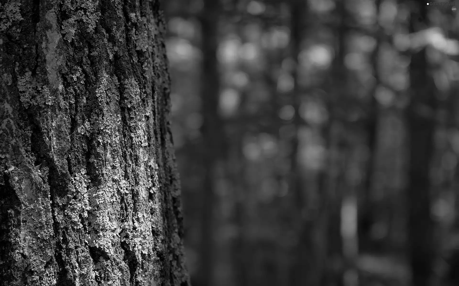 lichens, trees, cork