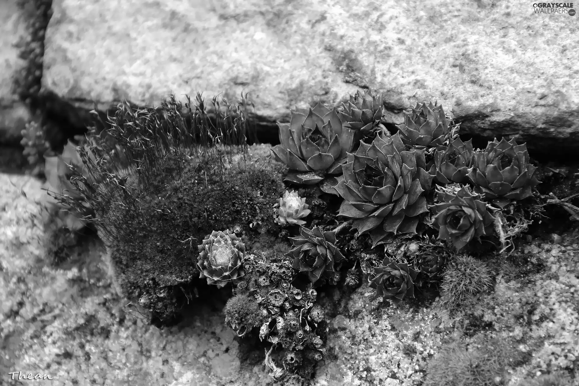lichens, Plants, mountain