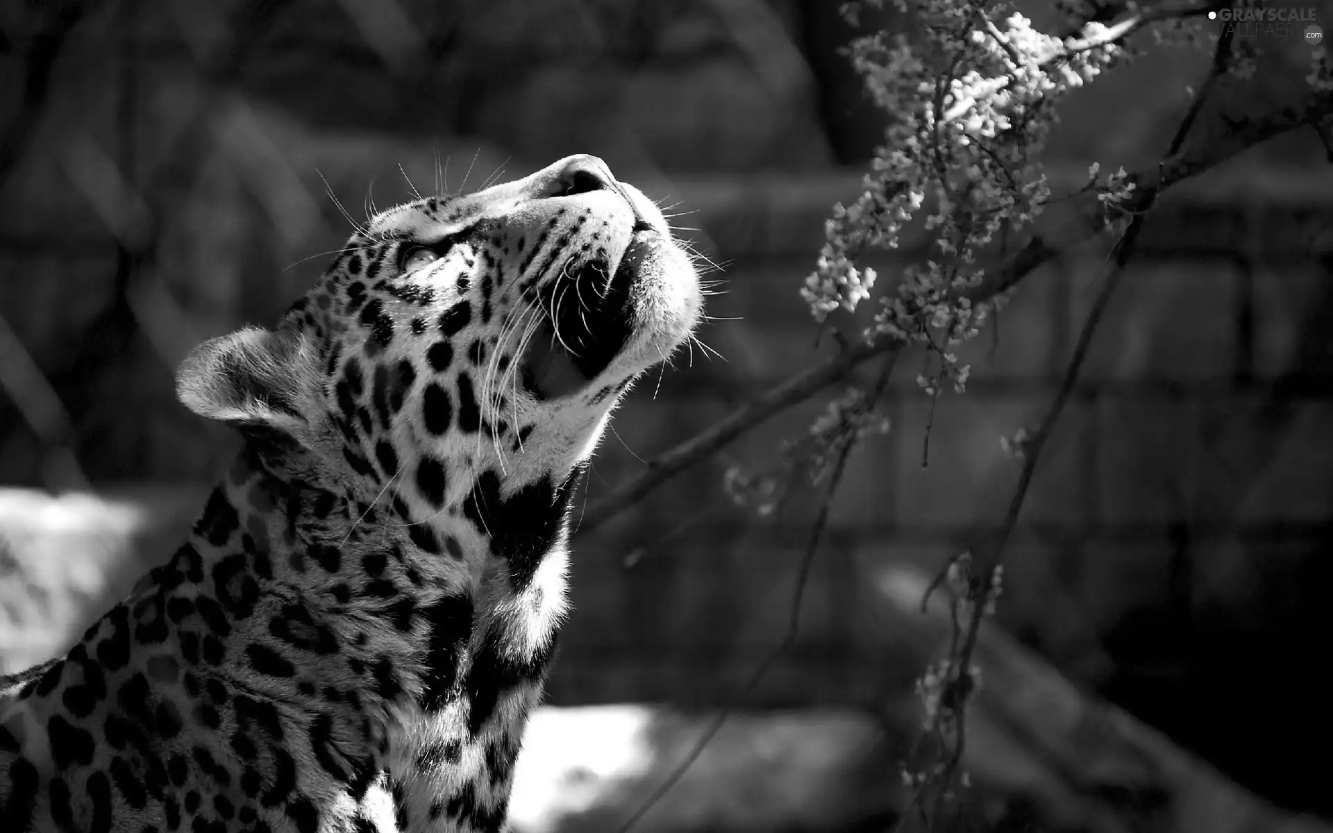 branch, ligh, zoo, sun, luminosity, Blossoming, Leopards, flash