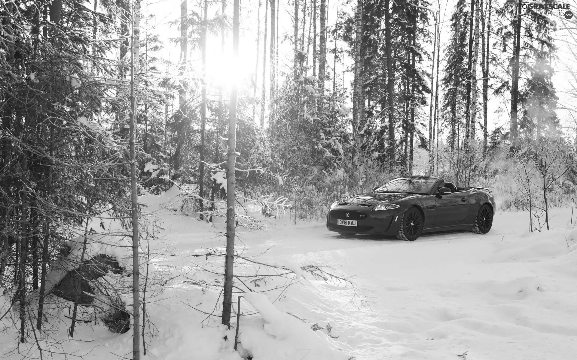 forest, ligh, winter, sun, luminosity, Cabrio, Jaguar, flash