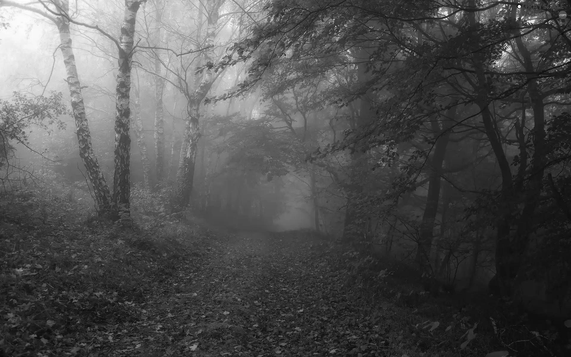 Leaf, ligh, autumn, sun, luminosity, Fog, forest, flash