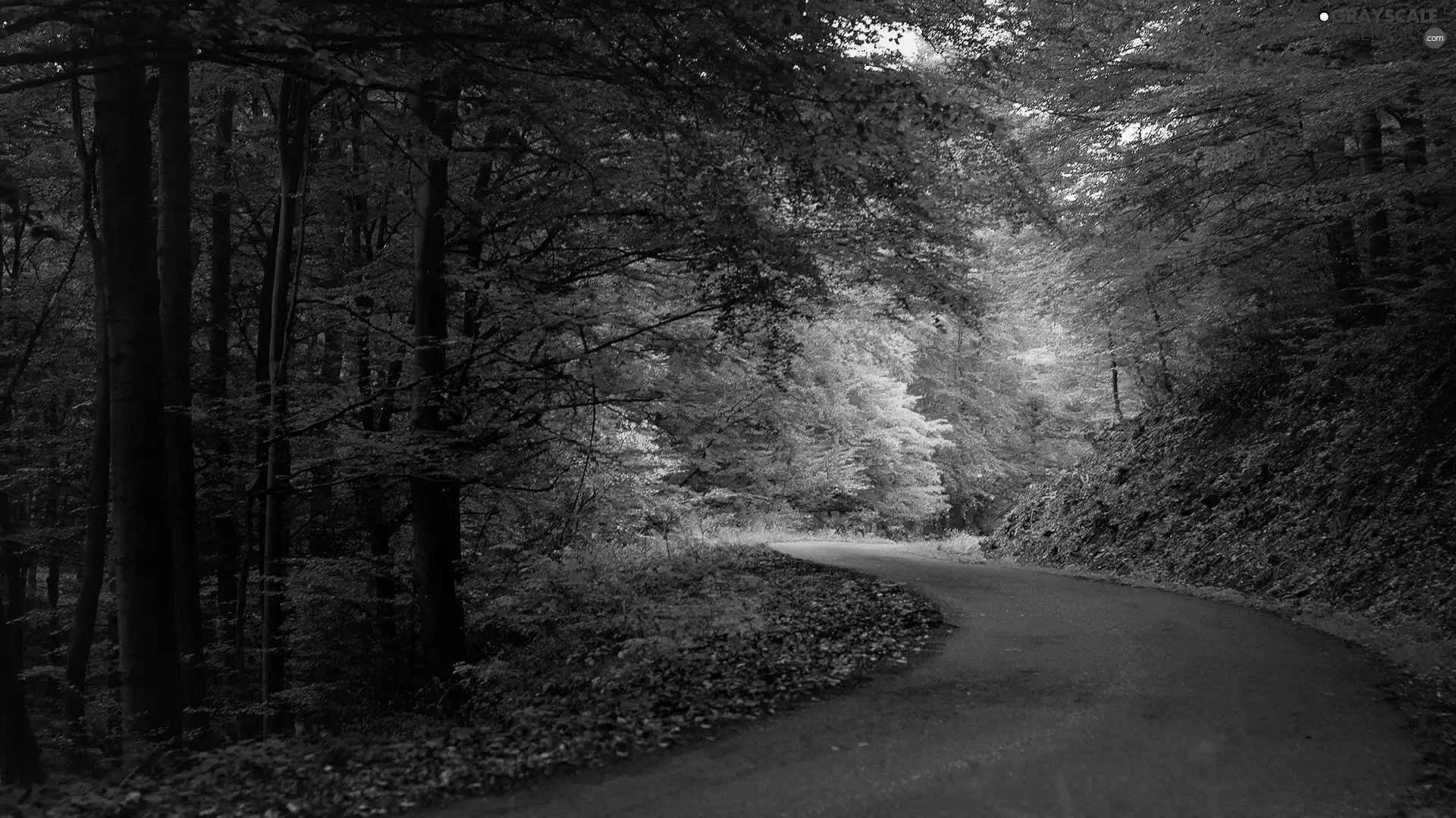 Leaf, ligh, autumn, sun, luminosity, Way, forest, flash