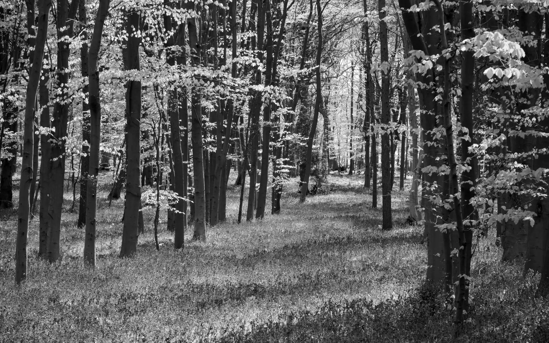 Przebijające, ligh, Spring, sun, luminosity, Flowers, forest, flash