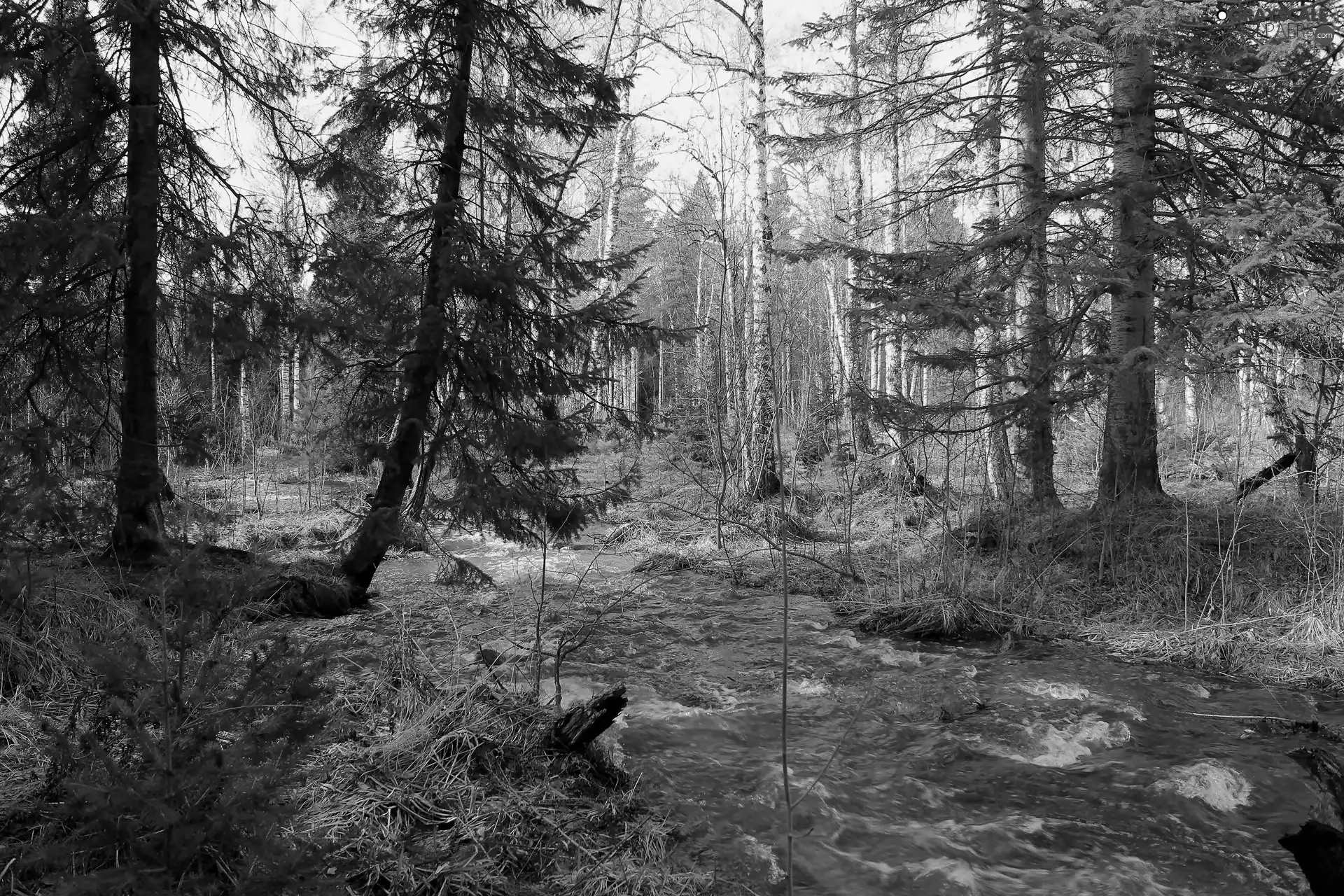 Przebijające, ligh, Spring, sun, luminosity, River, forest, flash