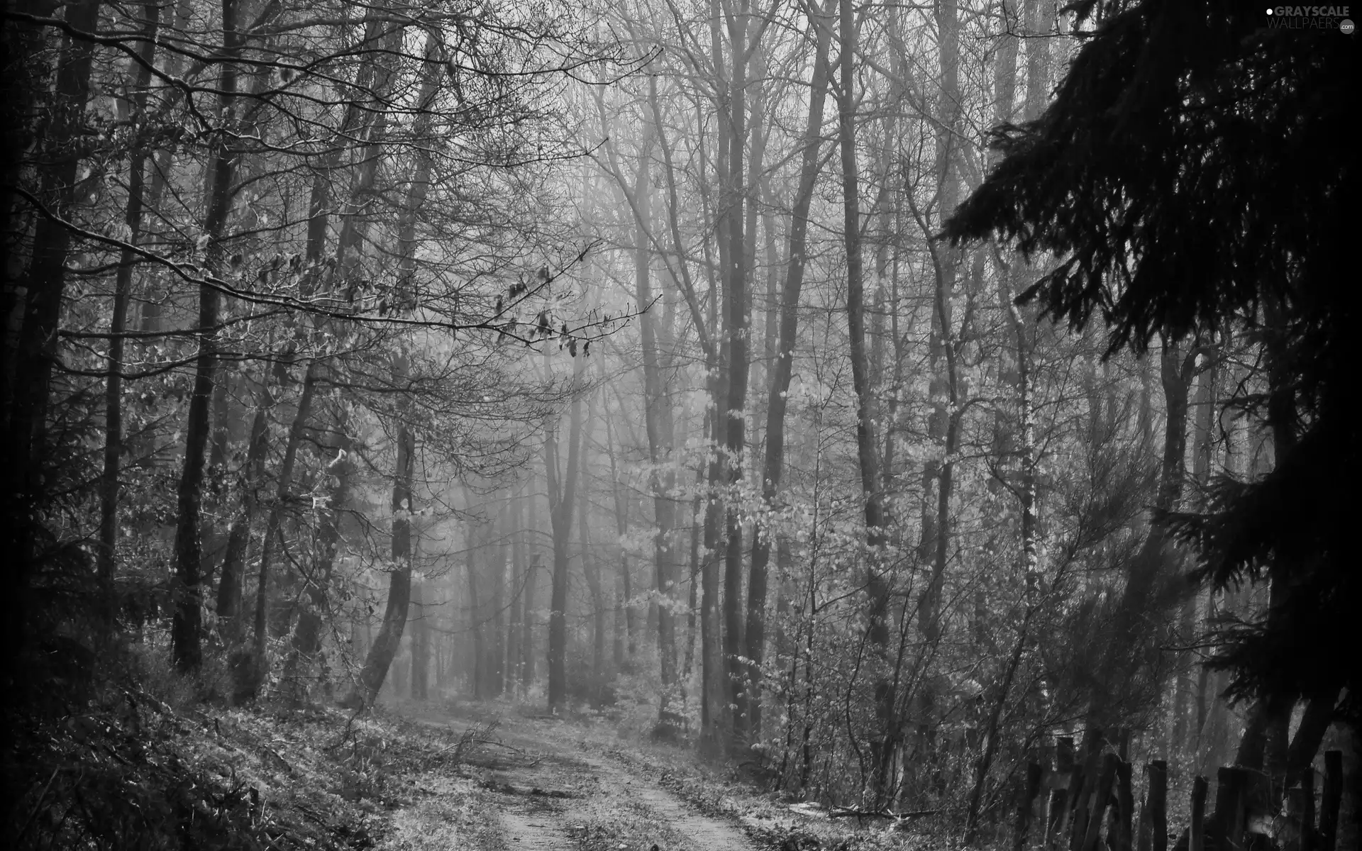 Przebijające, ligh, autumn, sun, luminosity, Way, forest, flash