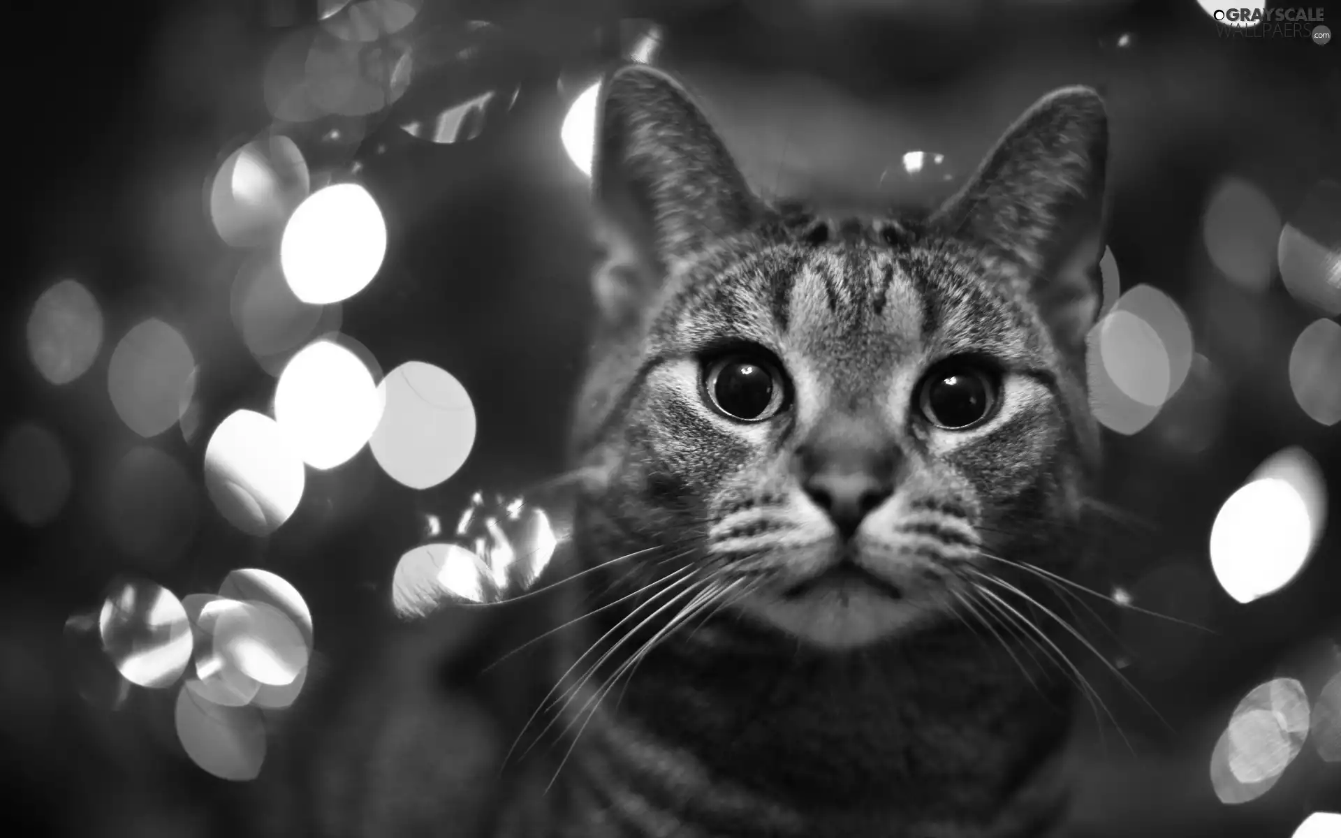 cat, light