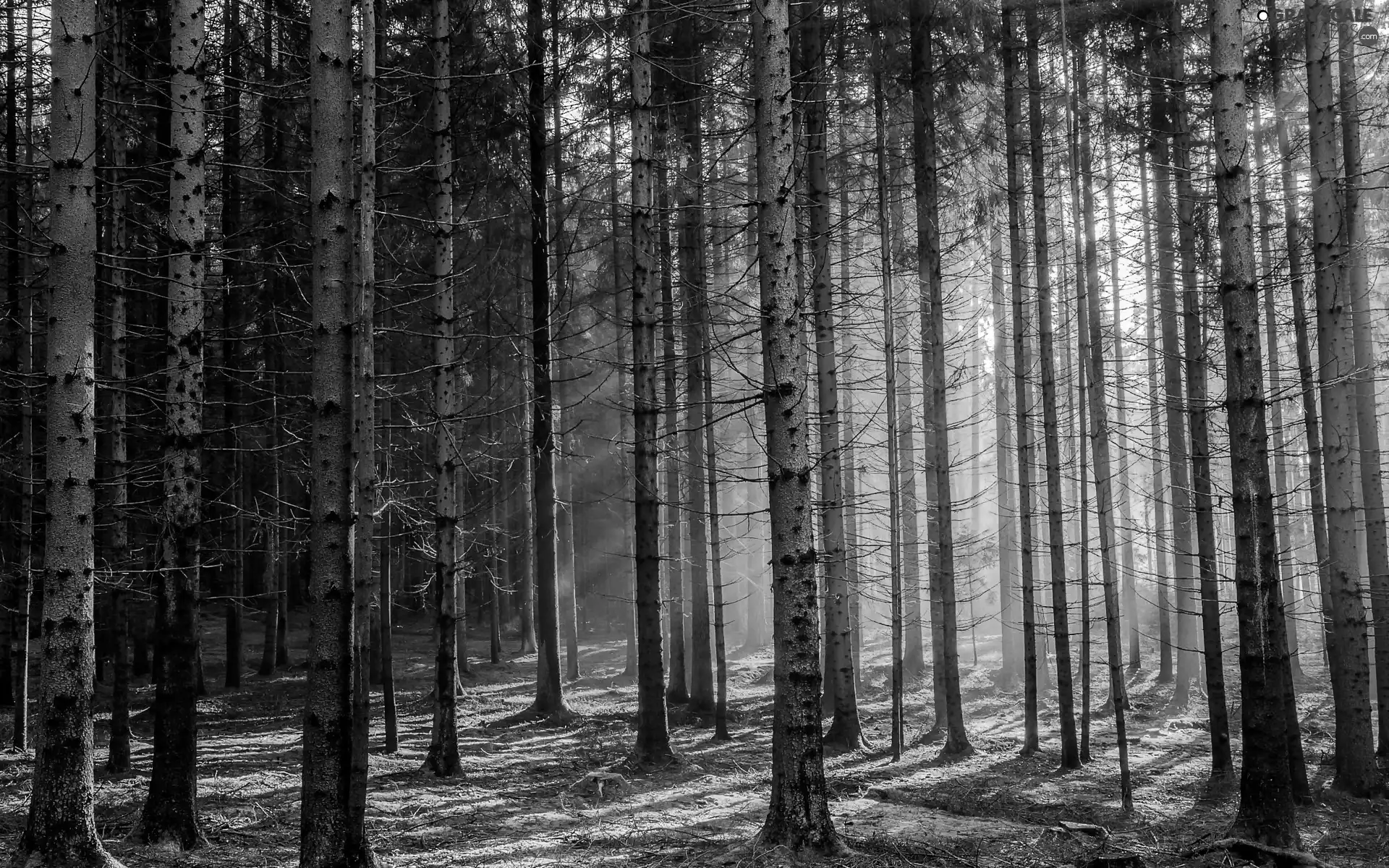 light breaking through sky, Great Sunsets, forest