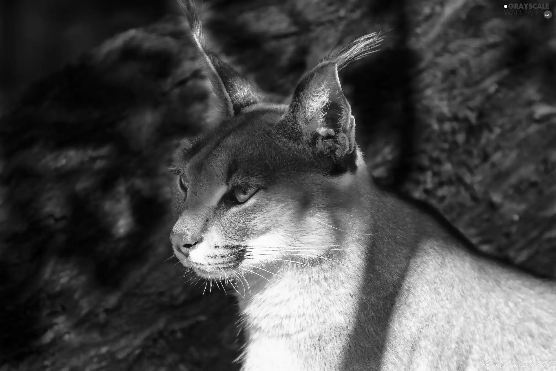 Caracal, light breaking through sky