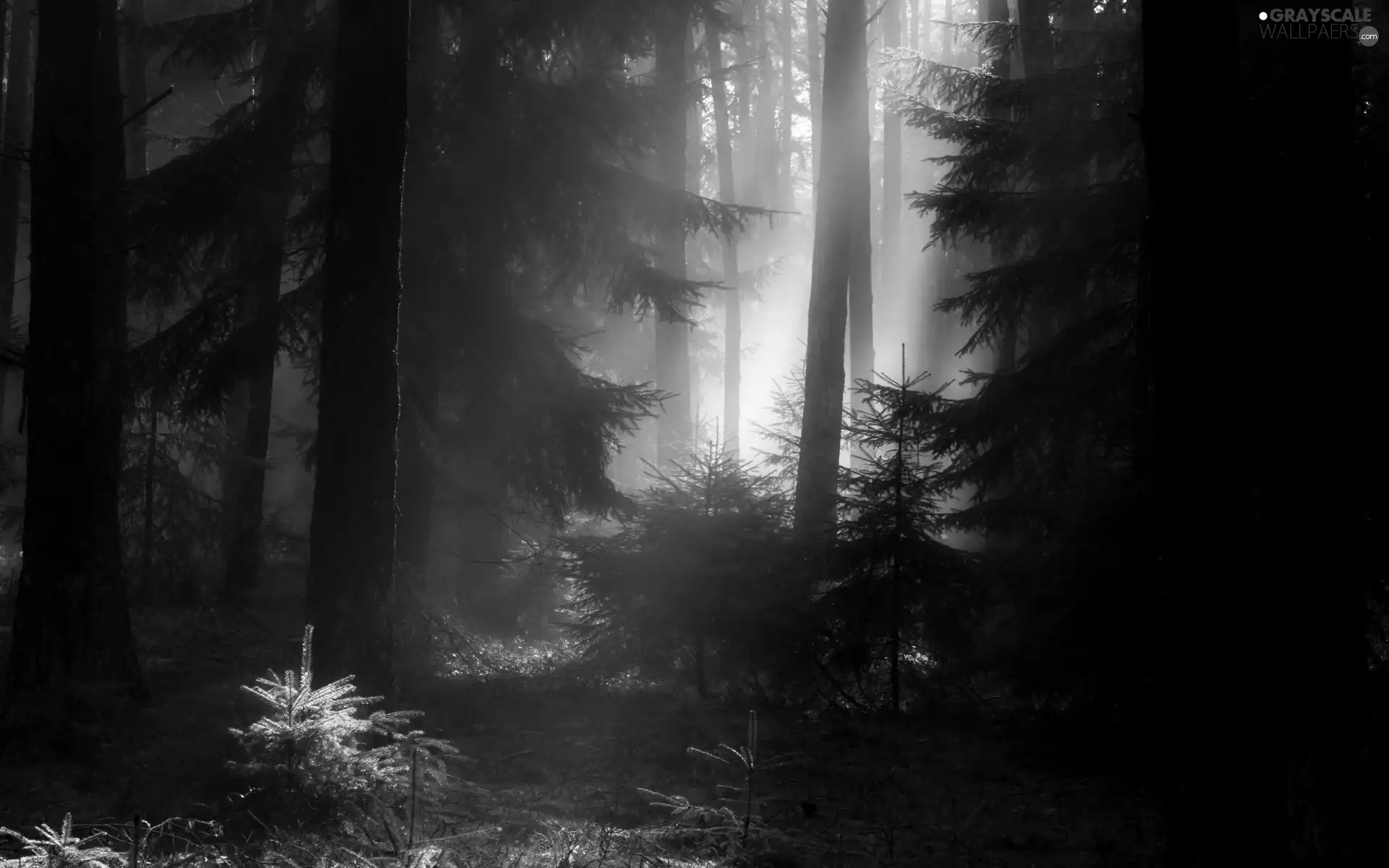 forest, light breaking through sky