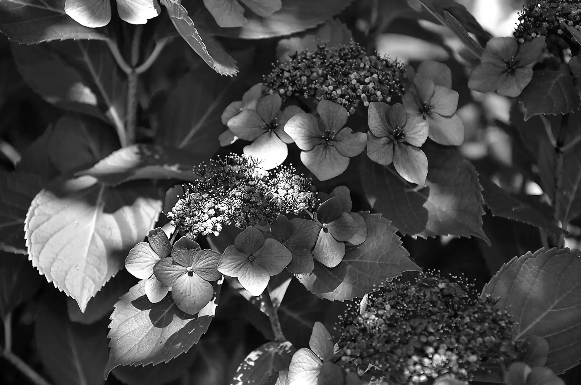 hydrangea, light breaking through sky