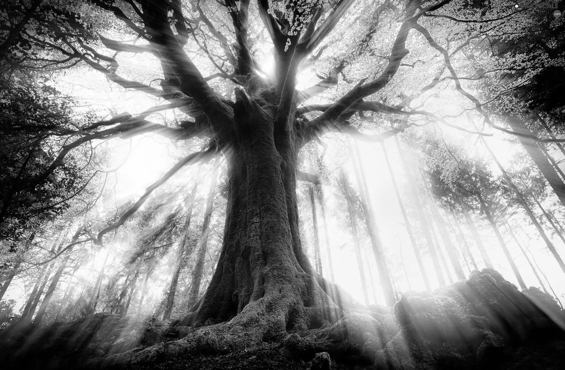 trees, light breaking through sky