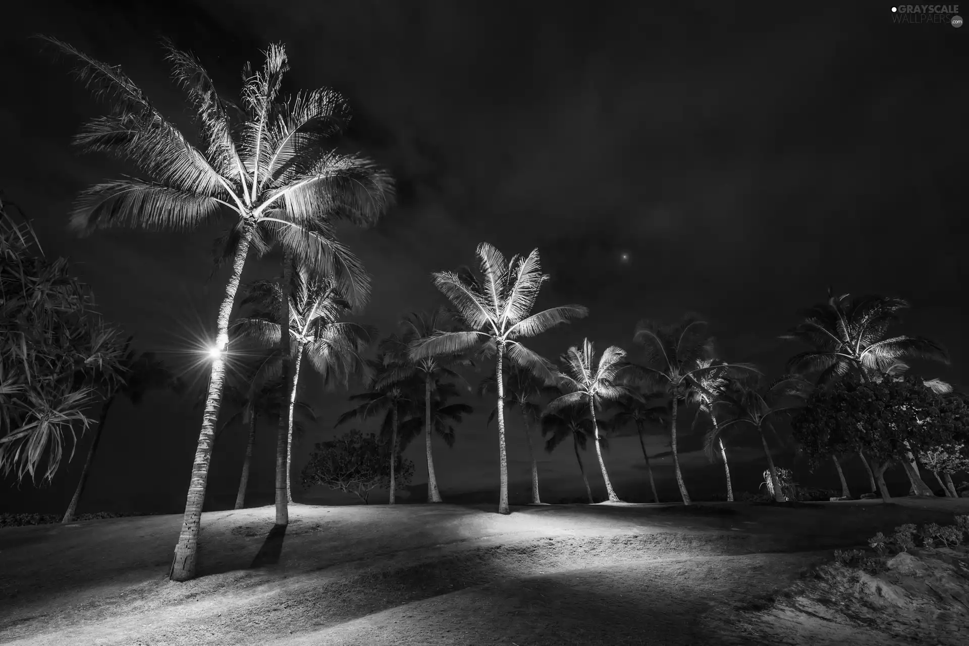 lighting, Palms, Night