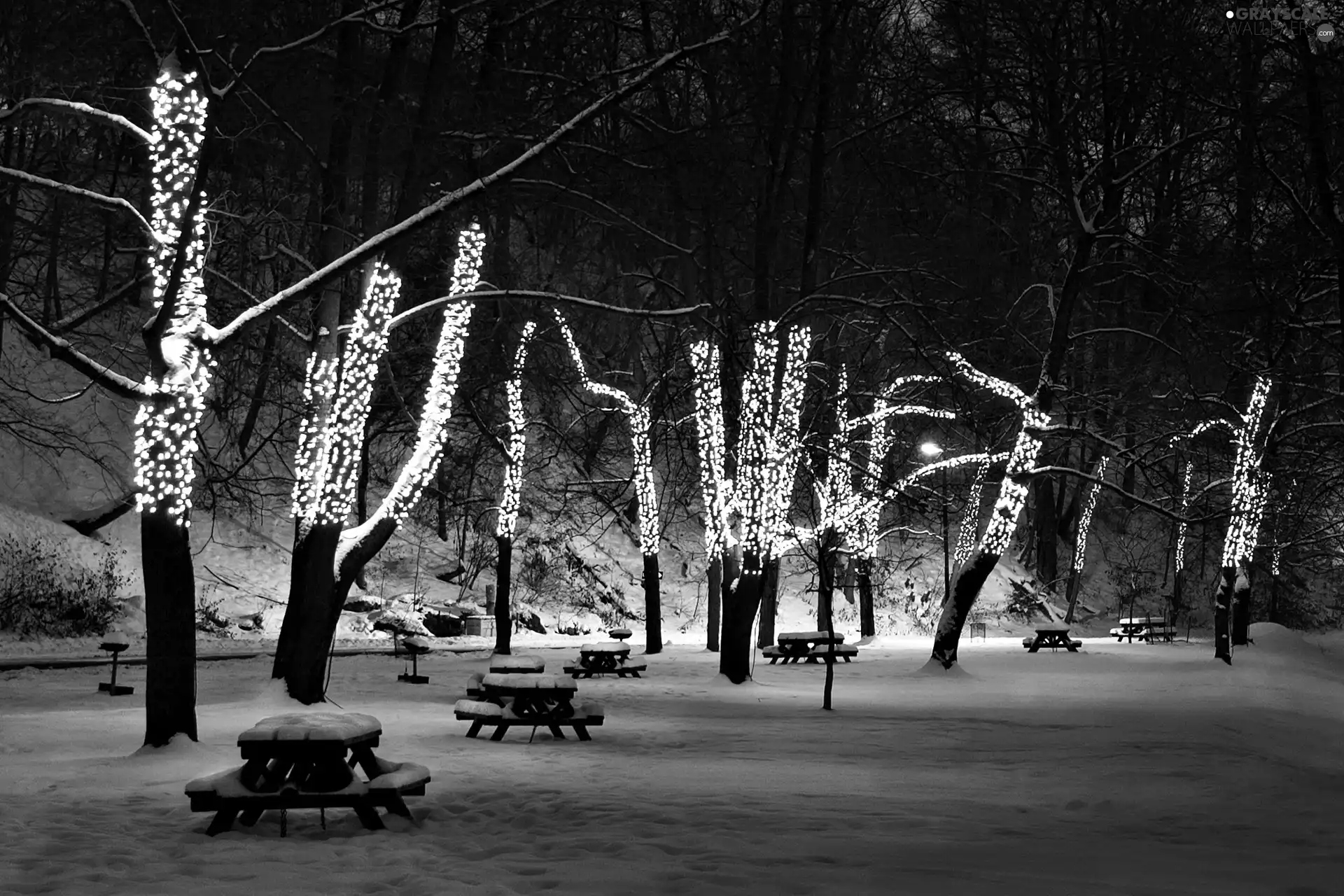 trees, Blue, lights, viewes