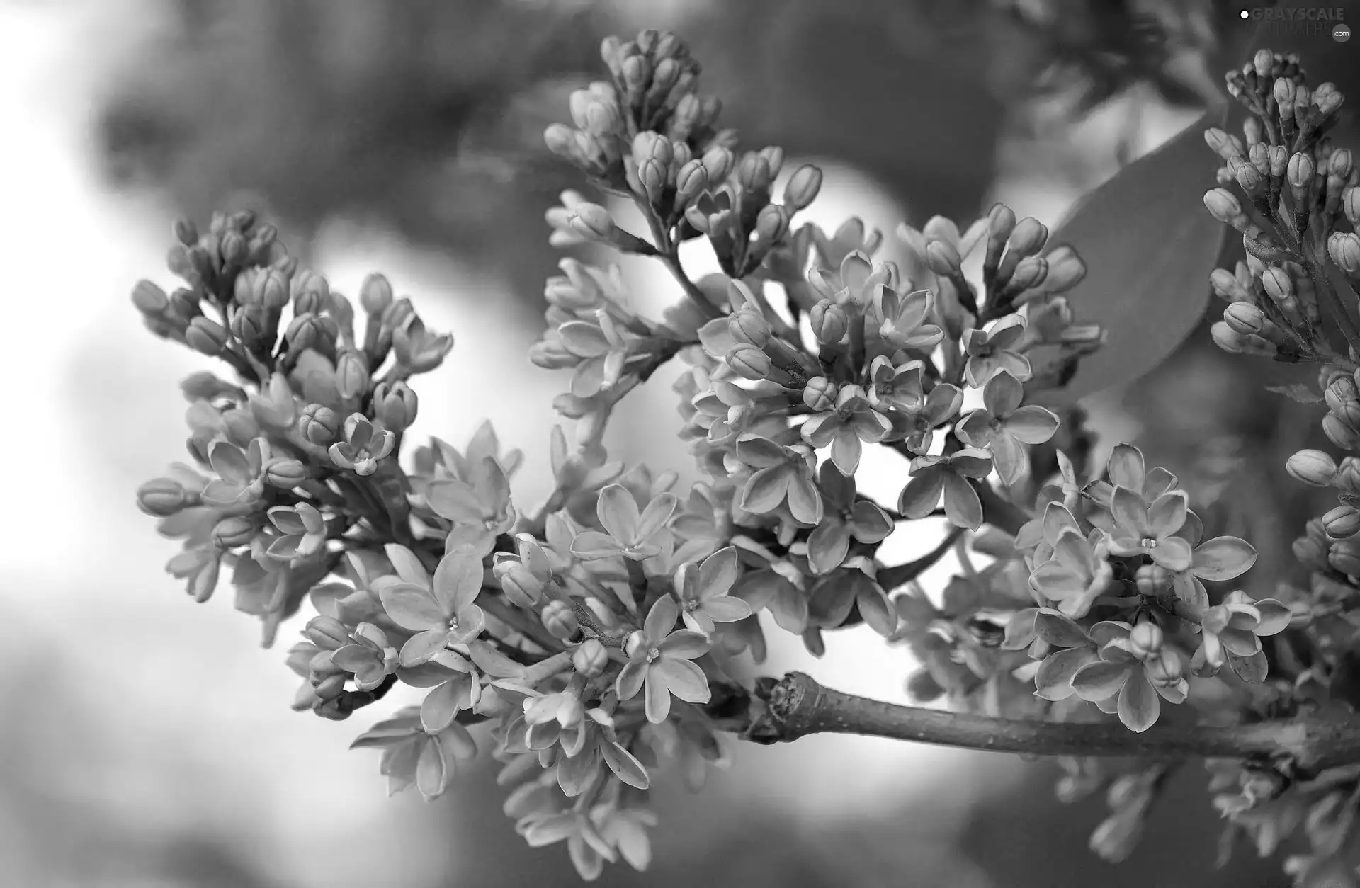 lilac, twig, blooming