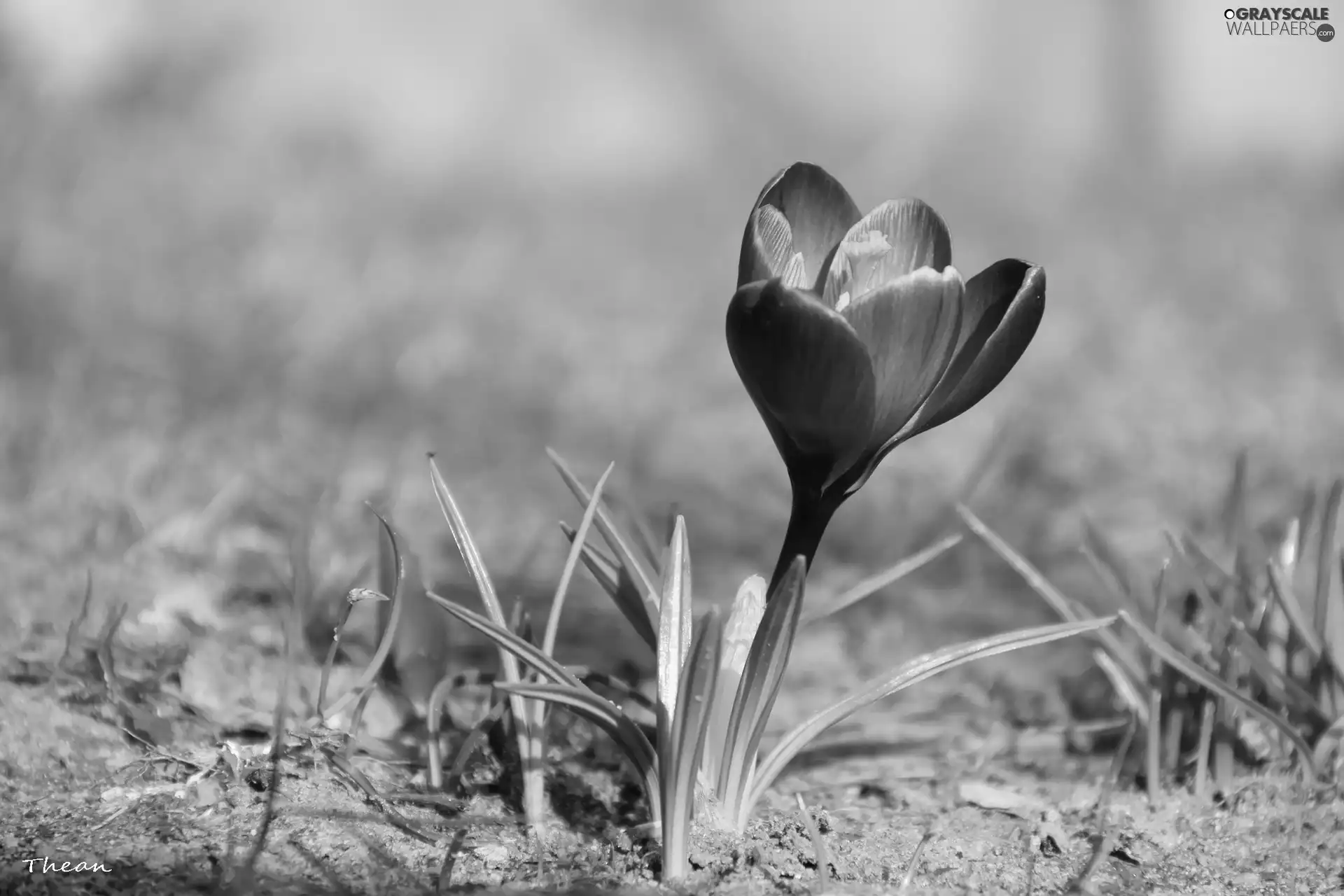 crocus, lilac