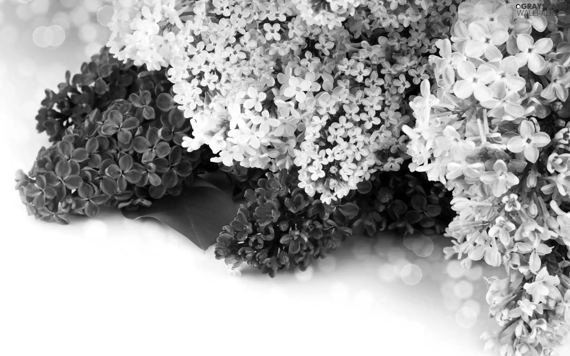 Flowers, lilac