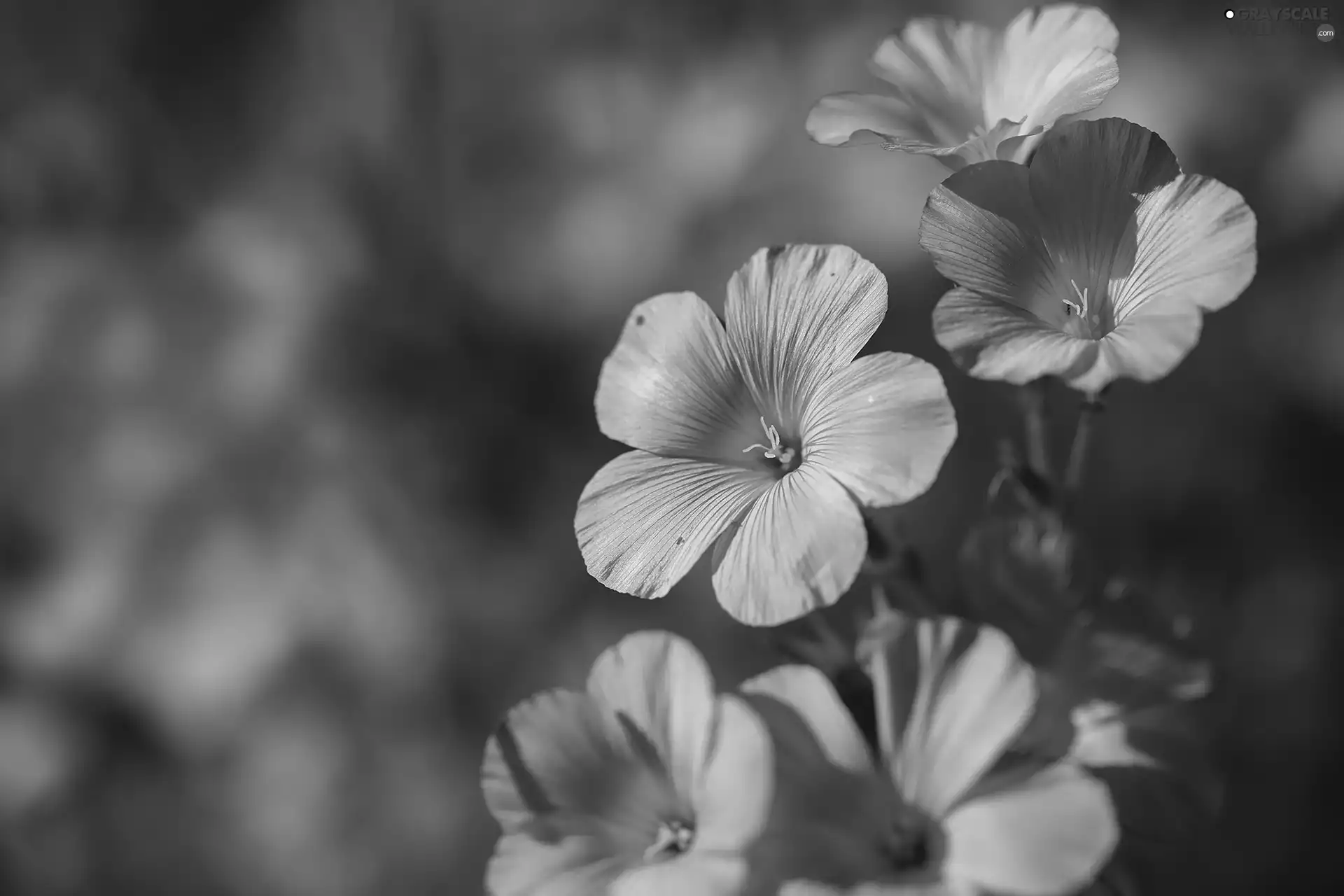 Flowers, Linum Hirsutum, lilac