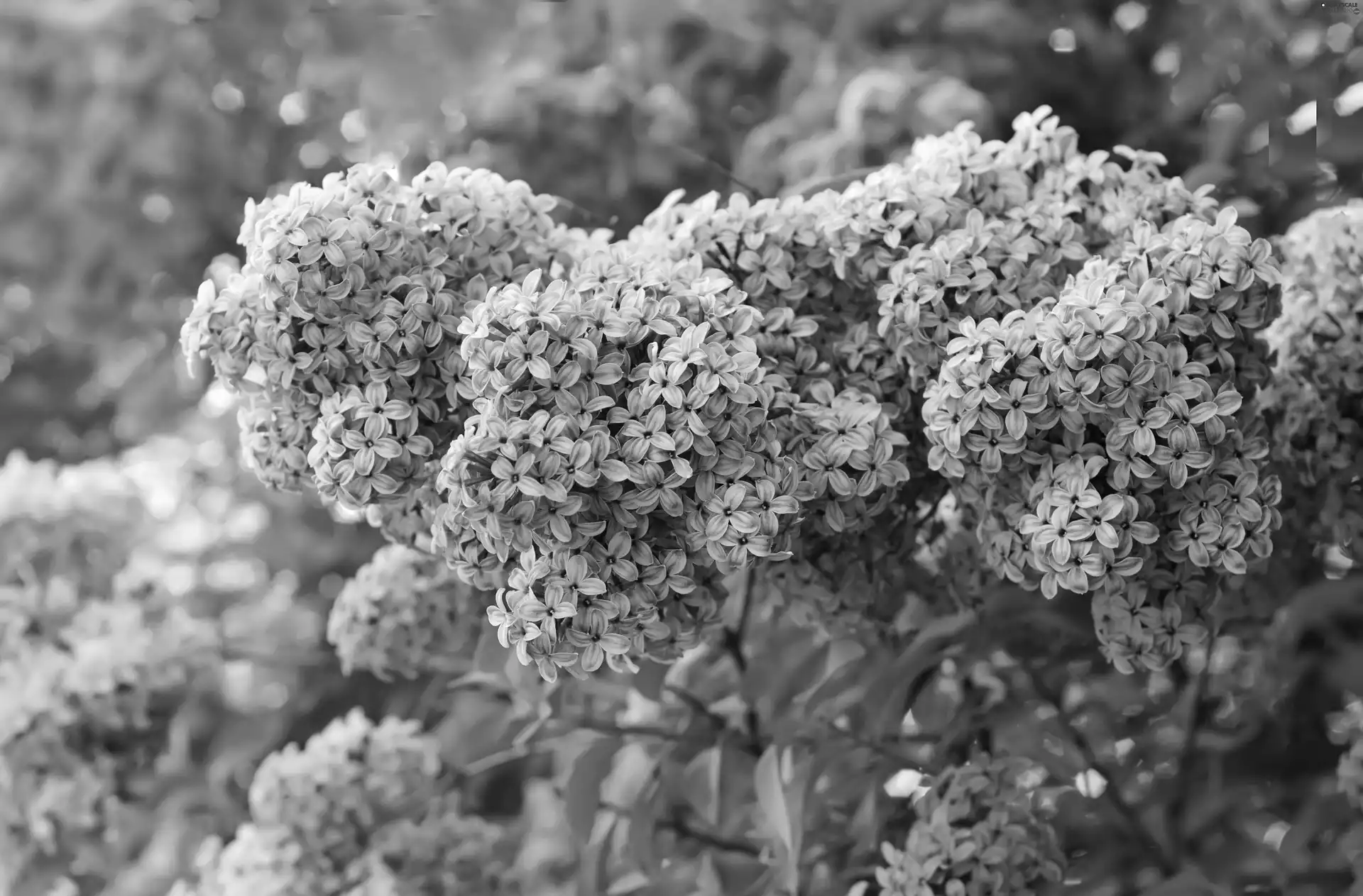Flowers, lilac