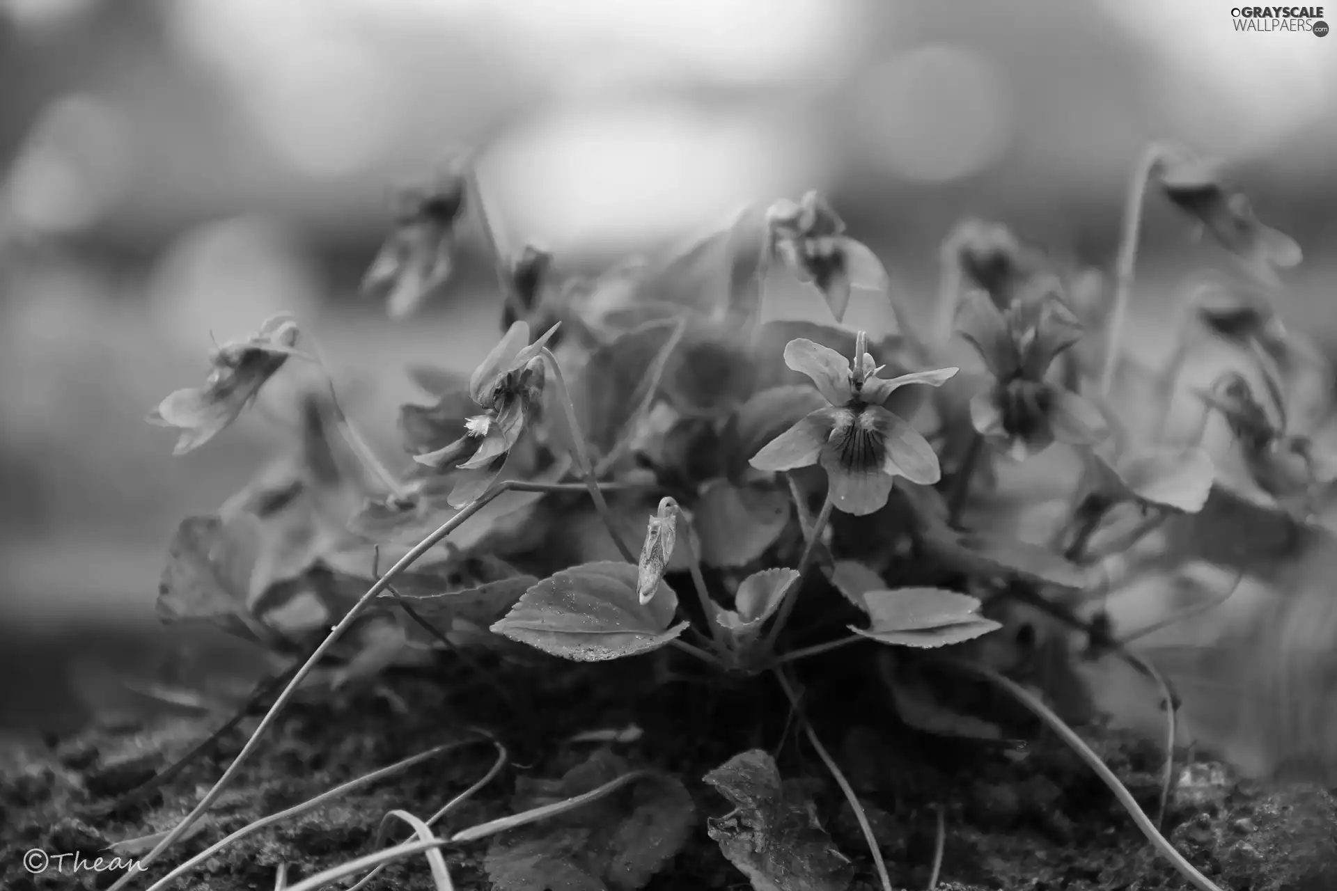 Flowers, fragrant violets, lilac