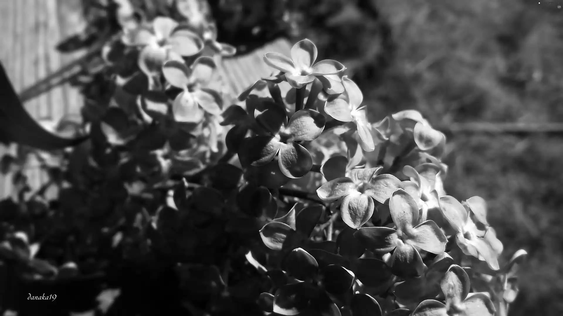 lilac, twig, purple