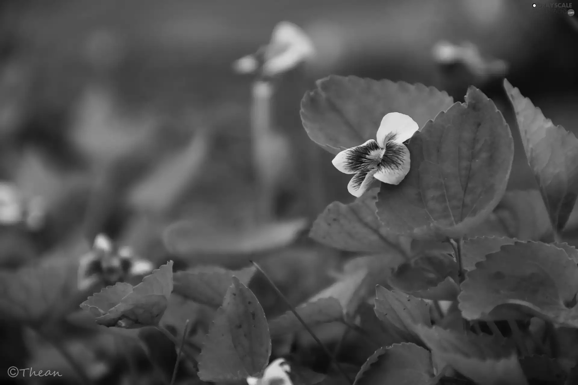 lilac, violet, White