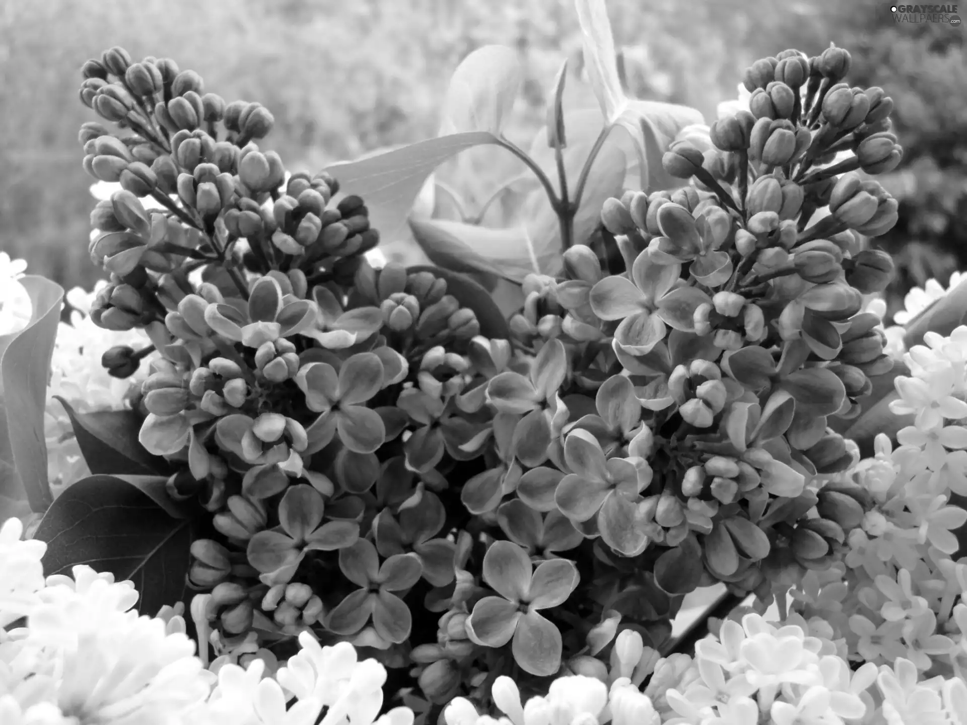 bouquet, Lilacs
