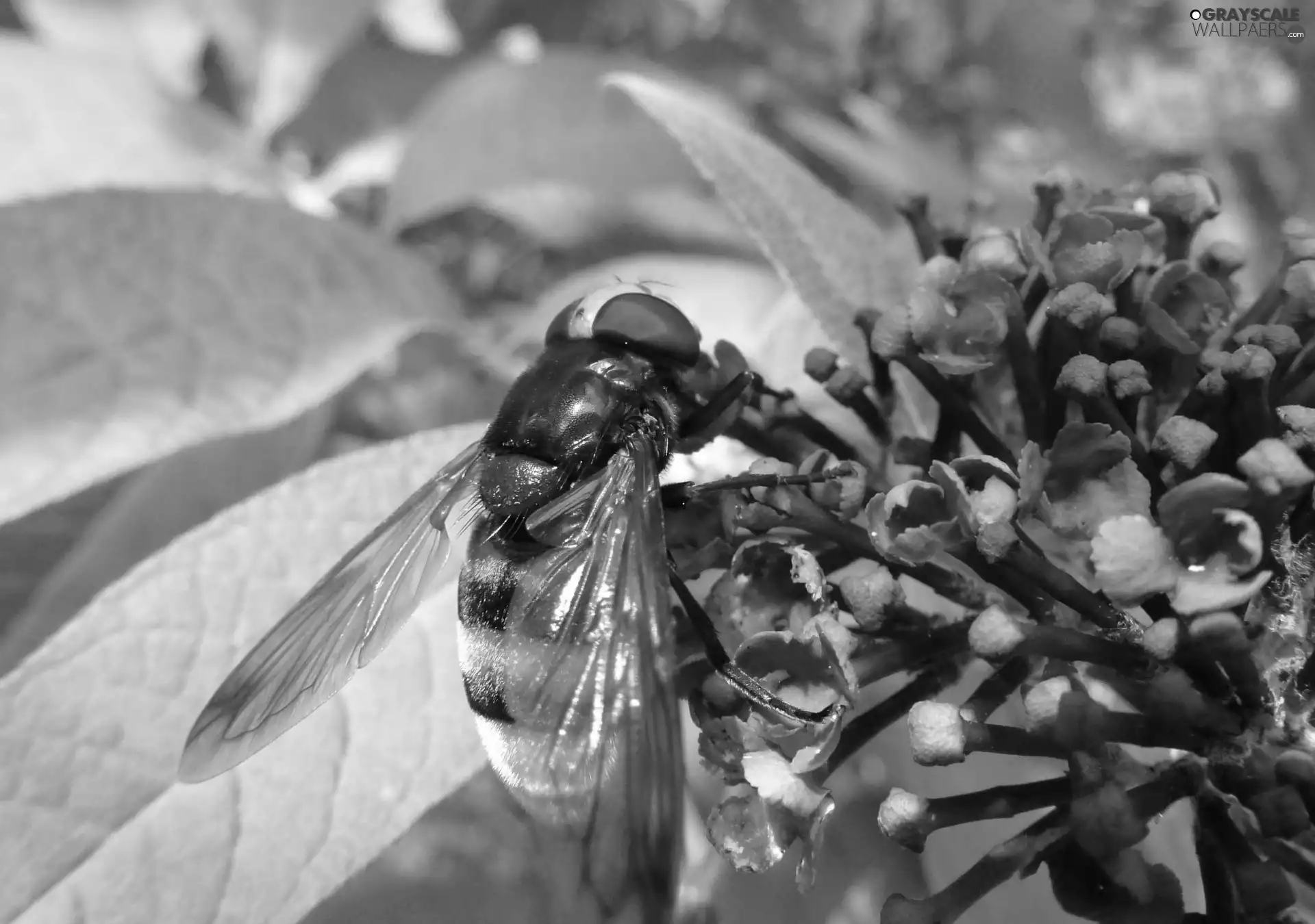 Lilacs, bee, leaf