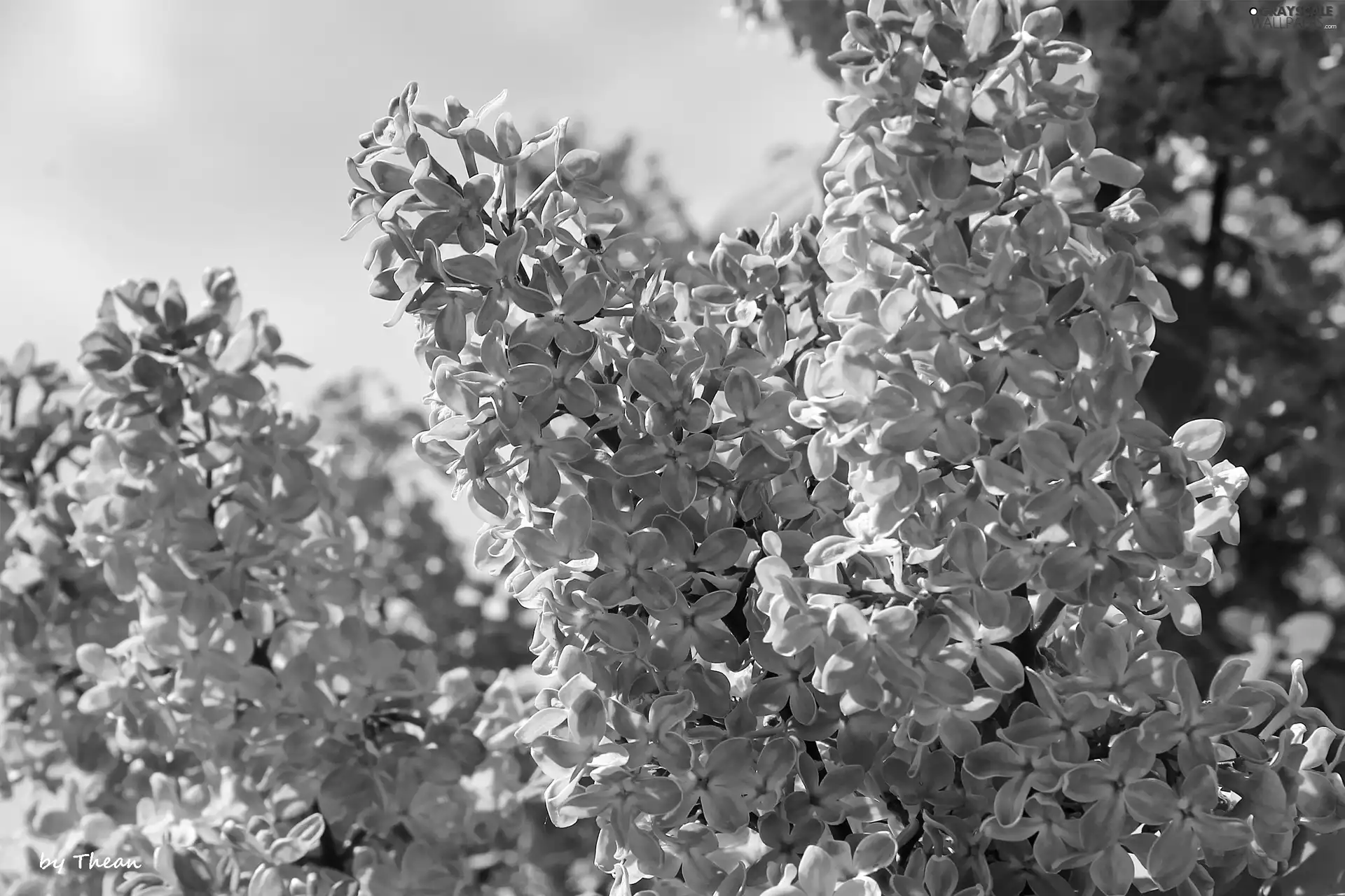 purple, Lilacs