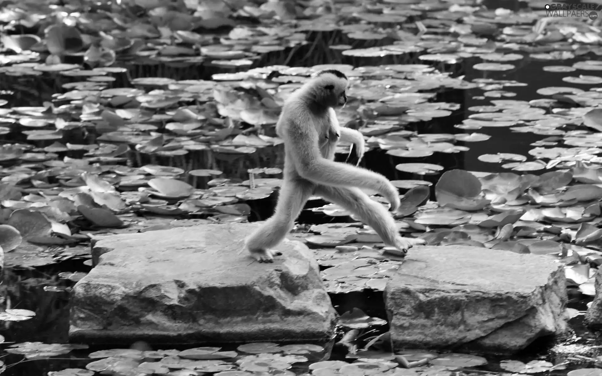 lilies, Gibbon, boulders