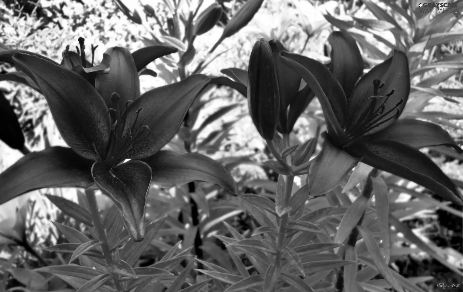 claret, lilies