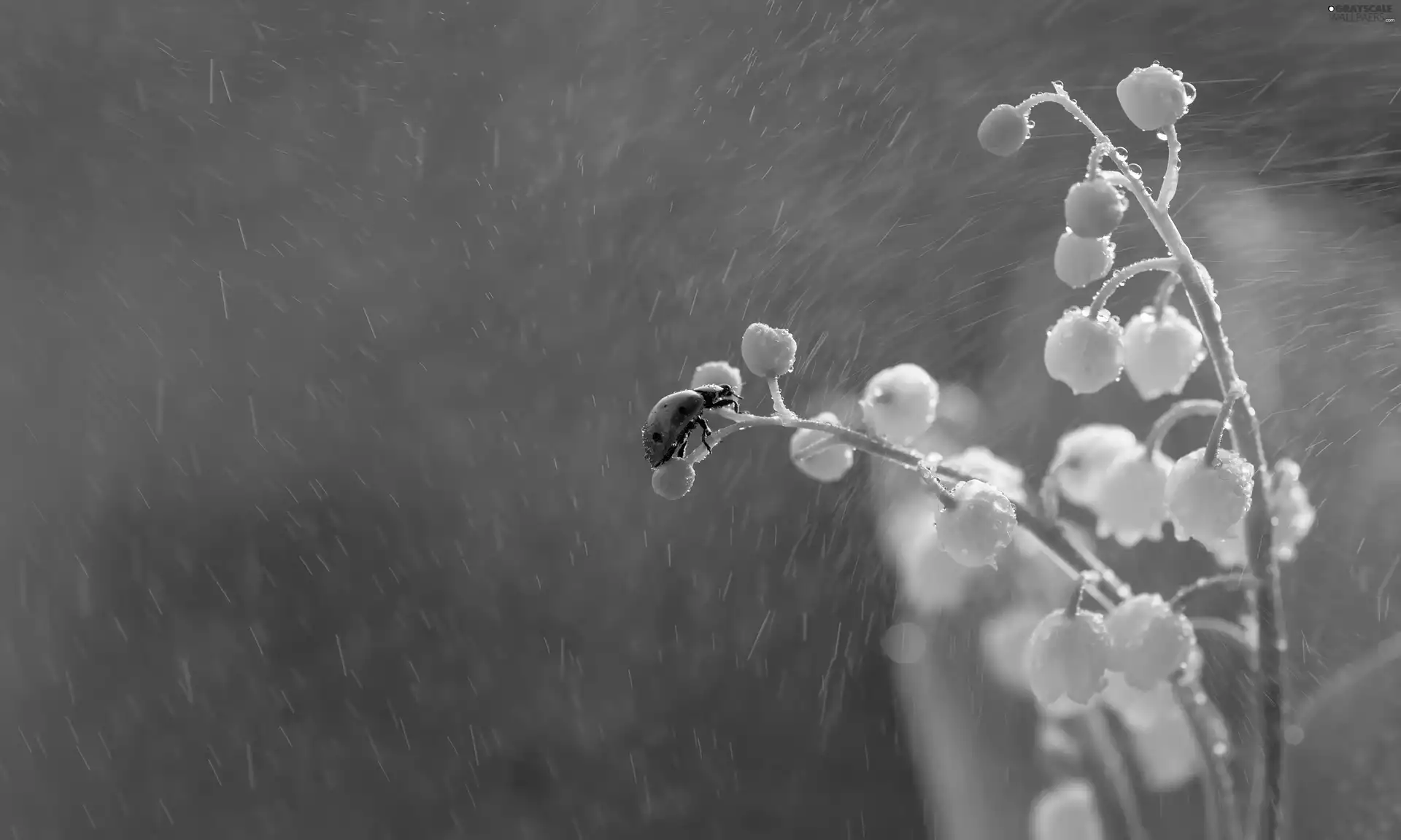 Flowers, ladybird, Rain, lilies