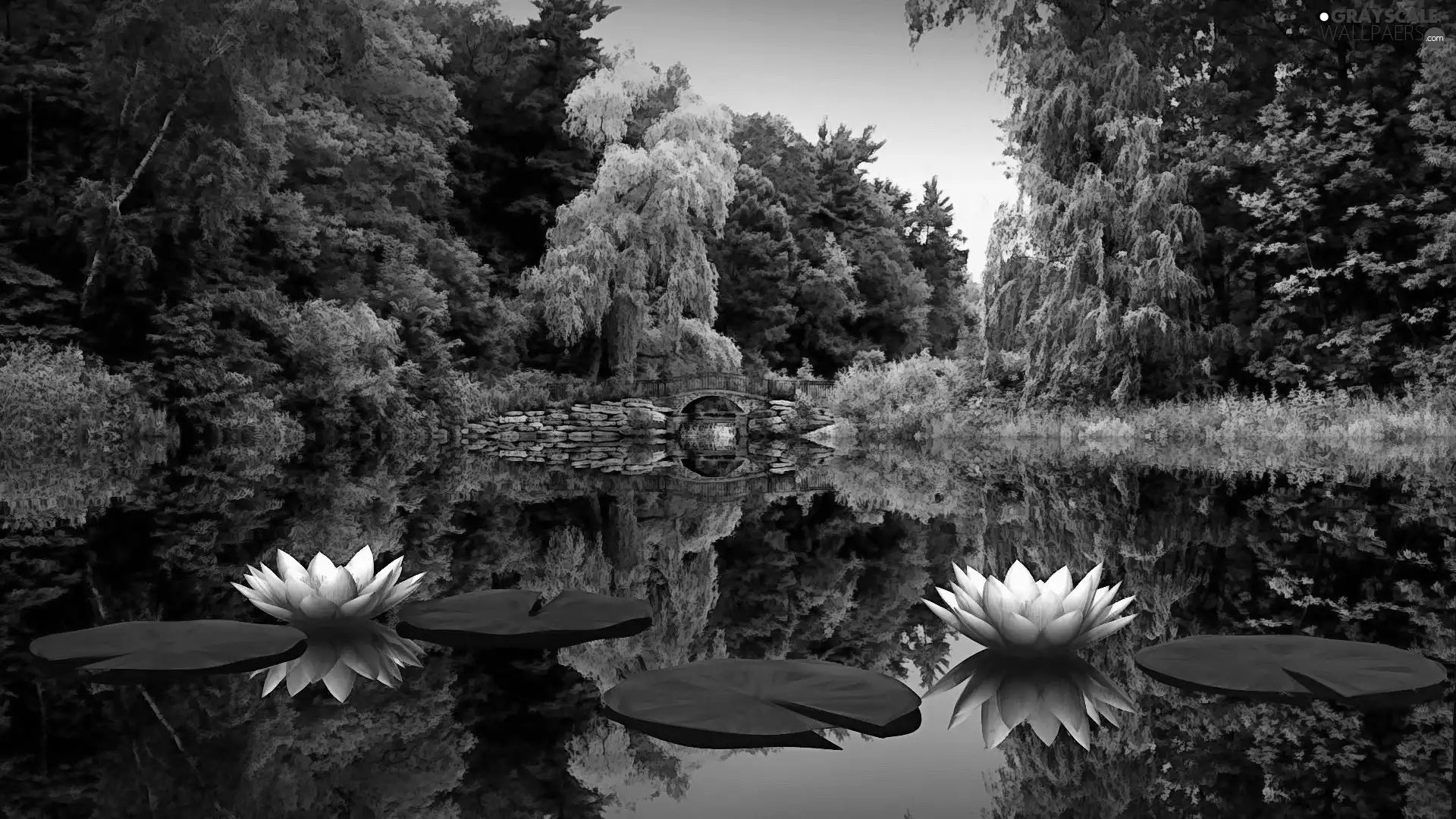 lake, bridges, lilies, Park